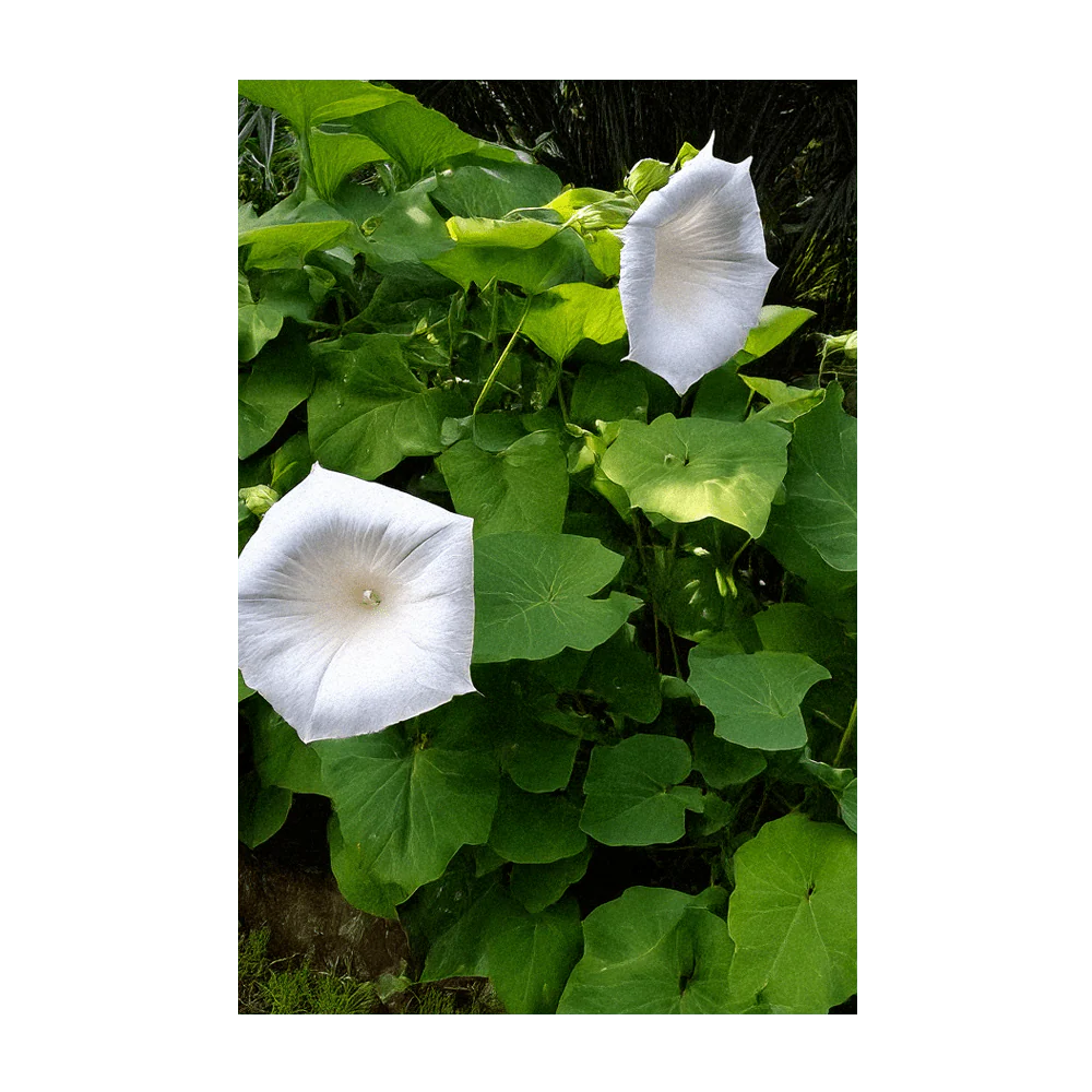 Giant Moonflower Flower Seeds Packet - Image 4