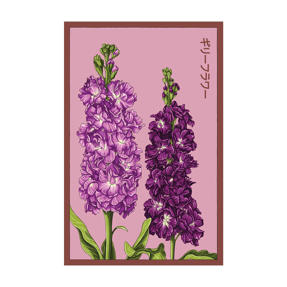 Gilly Flower Seeds Packet