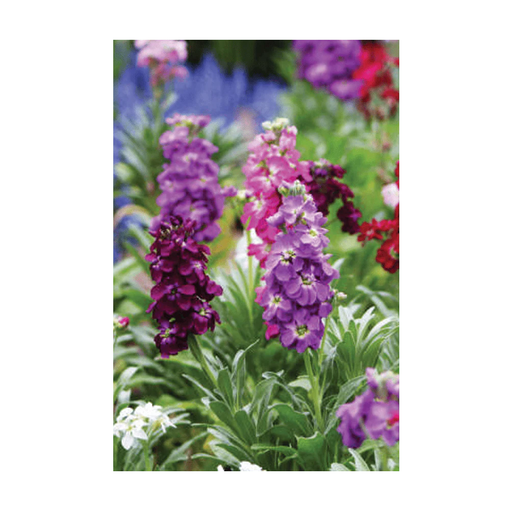 Gilly Flower Seeds Packet - Image 3