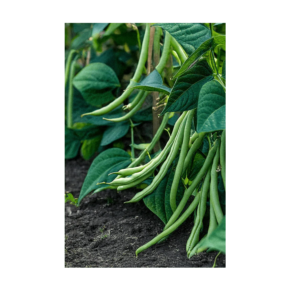 Green Beans Vegetable Seeds Packet - Image 3