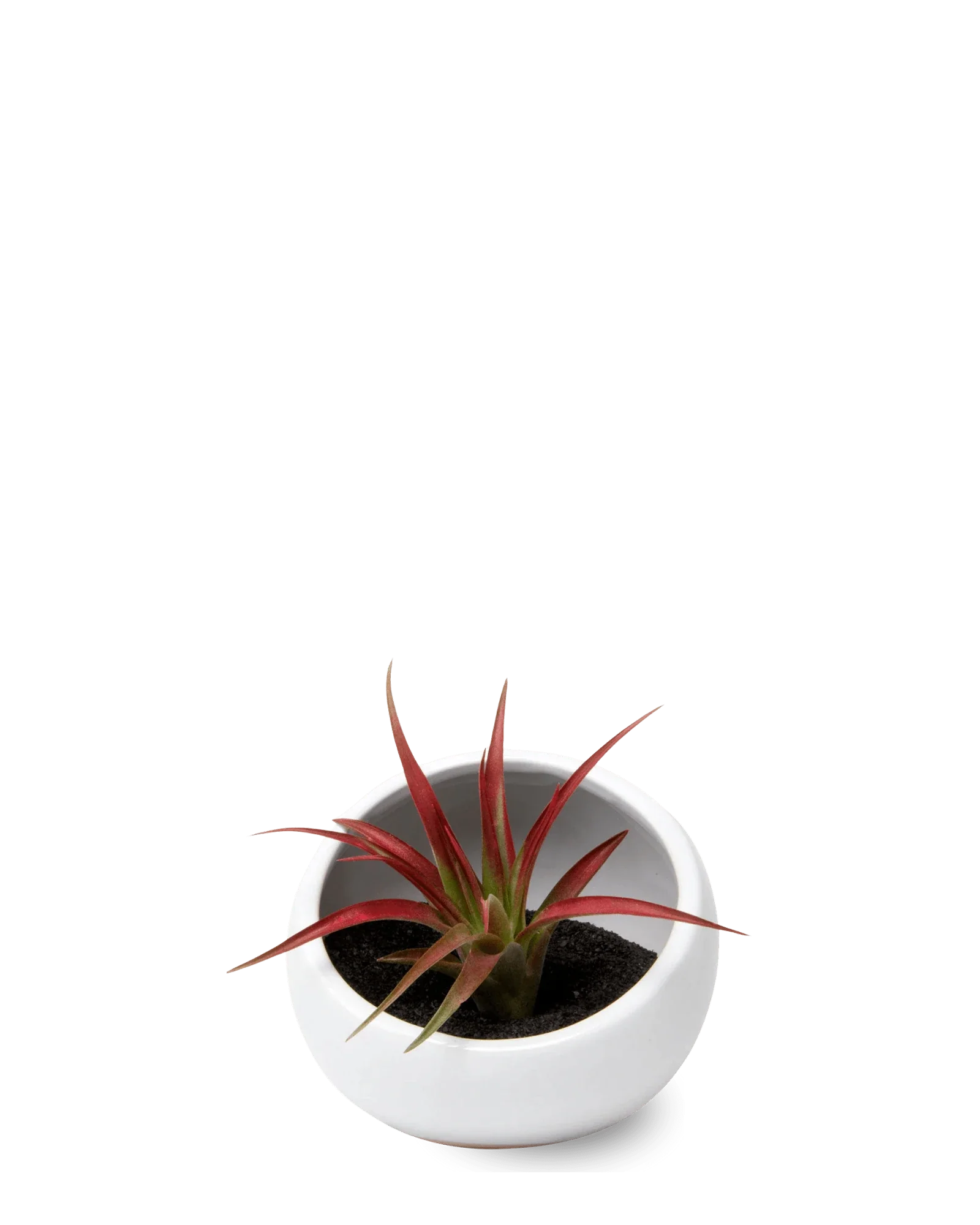 Half Moon Ceramic Terrarium Bowl - Image 3