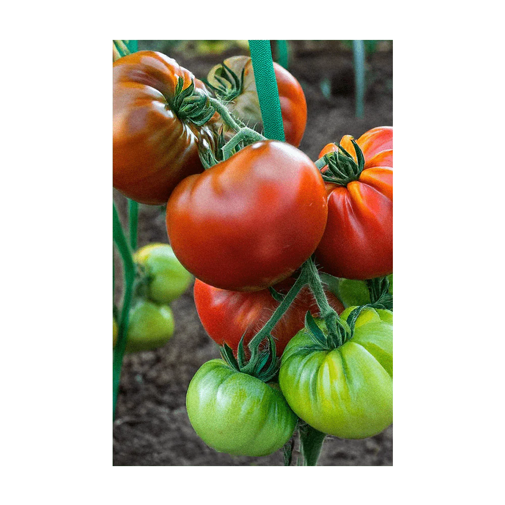 Heirloom Tomato Vegetable Seeds Packet - Image 3