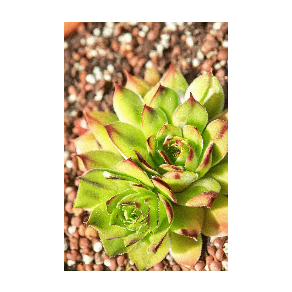Hens and Chicks Succulent Indoor Houseplant Seeds Packet - Image 3