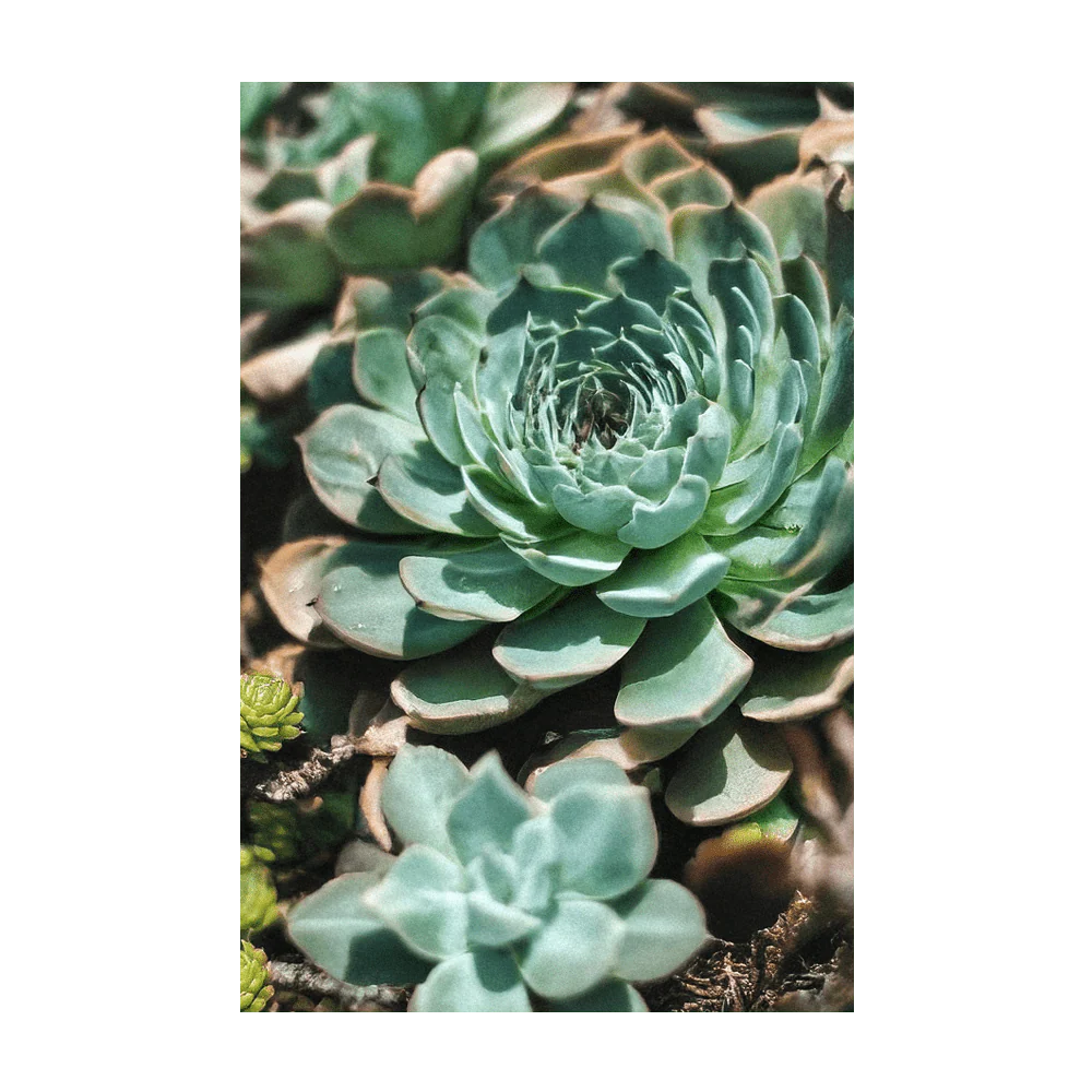 Hens and Chicks Succulent Indoor Houseplant Seeds Packet - Image 4