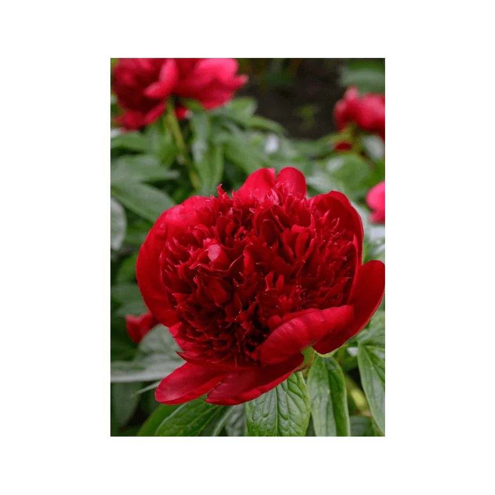 Herbaceous Peony Flower Seeds Packet - Image 3
