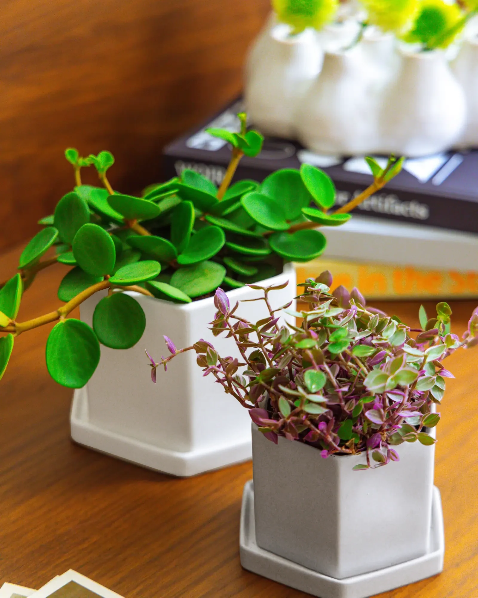 Hexi Porcelain Pot With Drainage Hole | 3.5 inch - Image 11