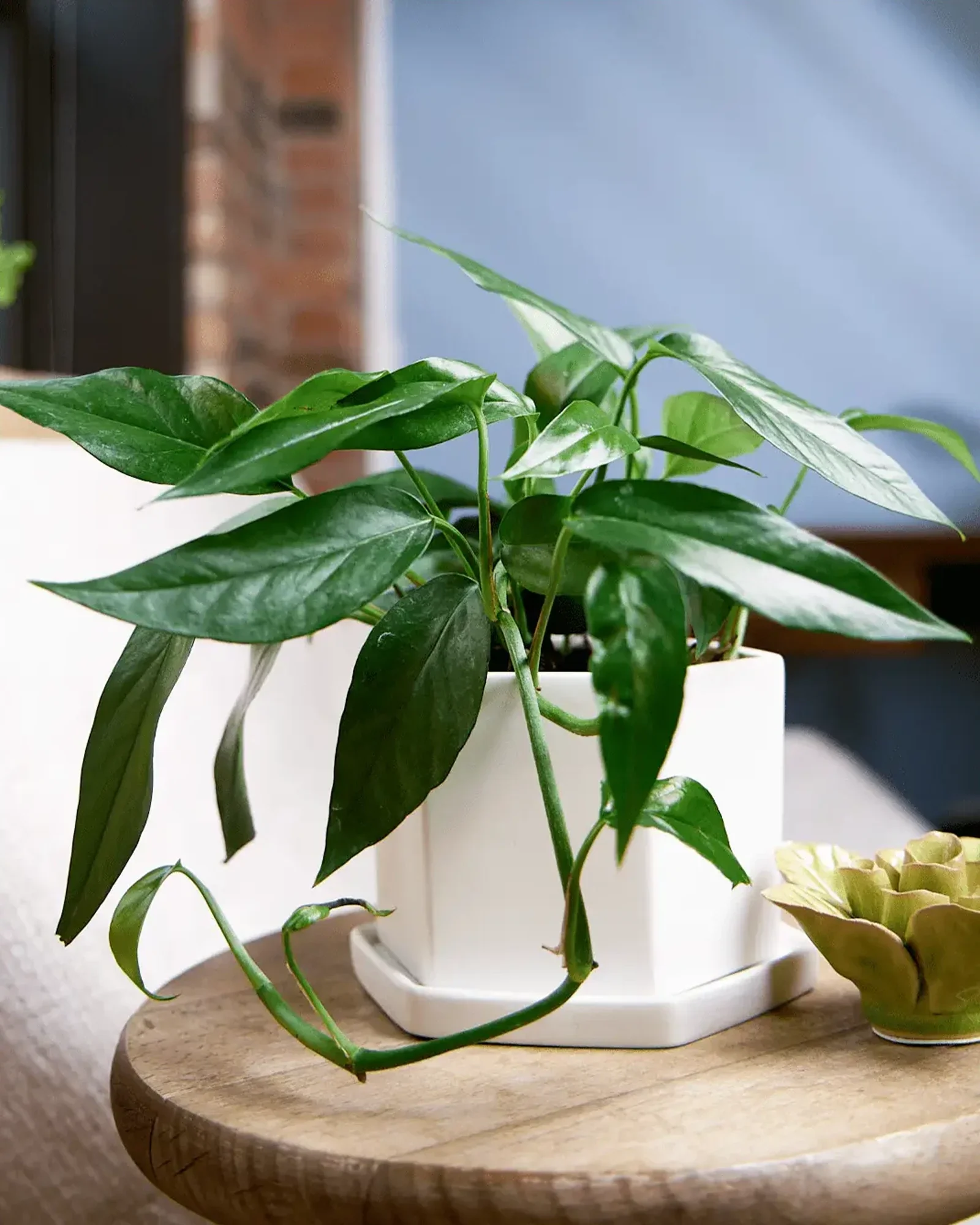 Hexi Porcelain Pot With Drainage Hole | 3.5 inch - Image 2