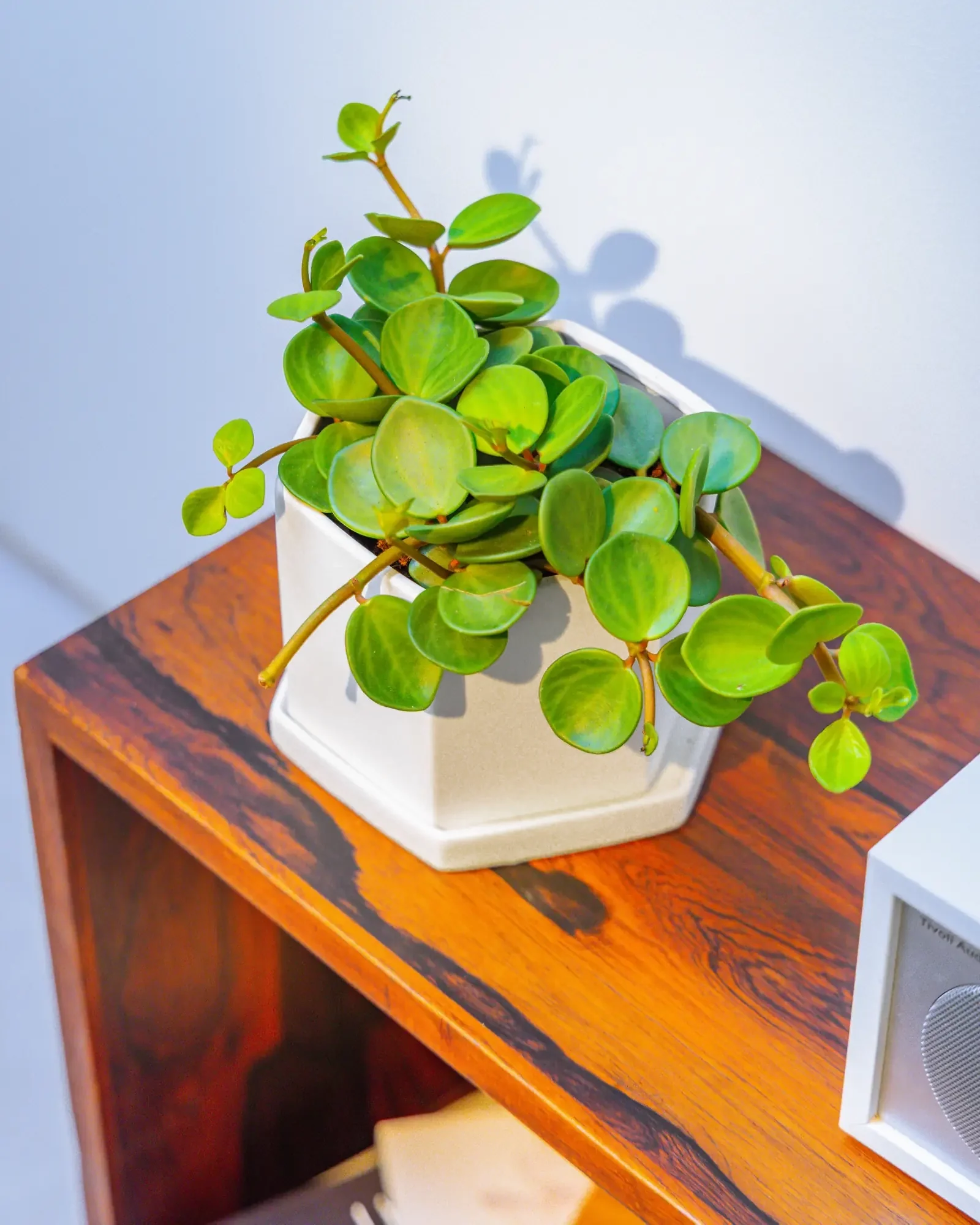 Hexi Porcelain Pot With Drainage Hole | 3.5 inch - Image 5