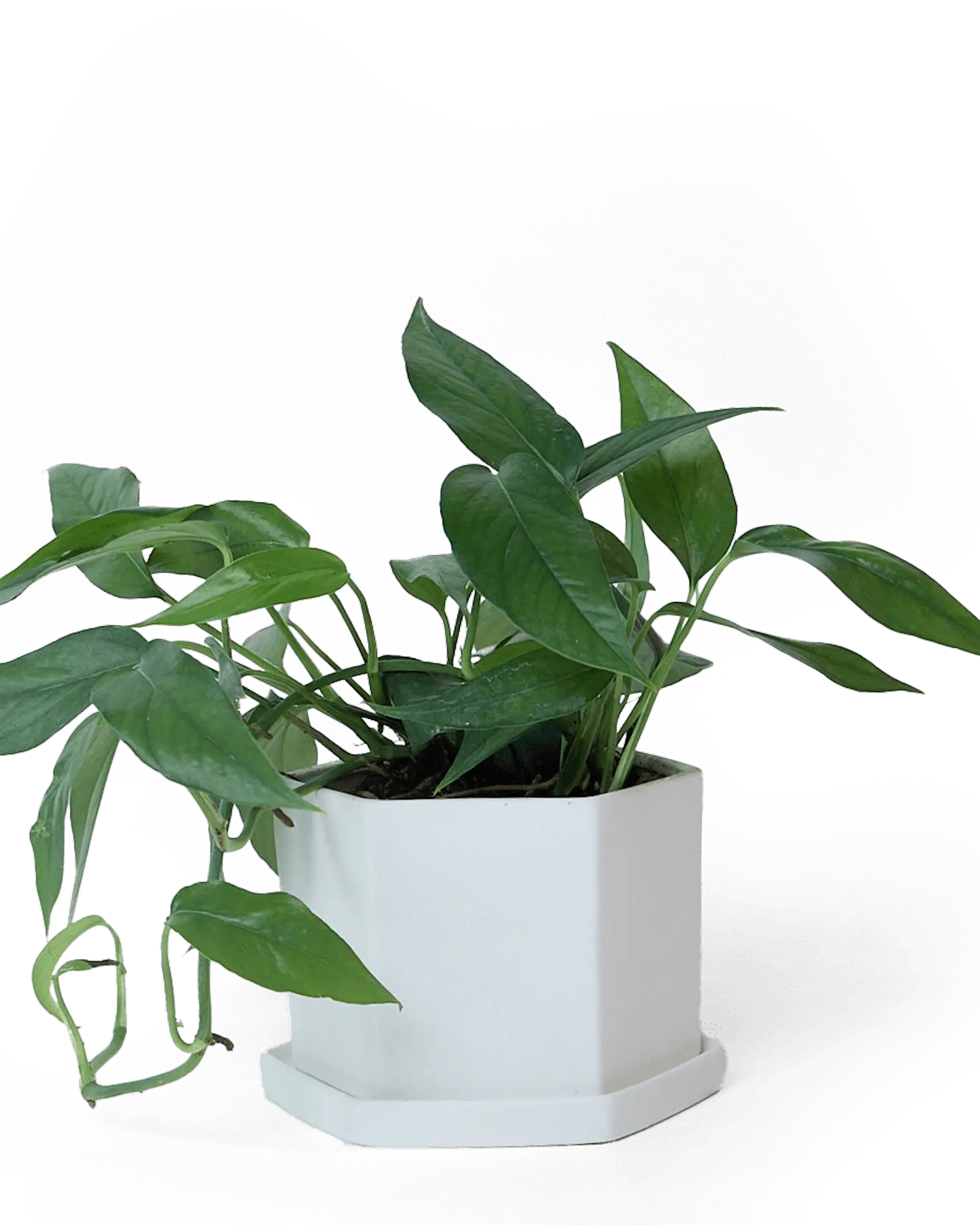 Hexi Porcelain Pot With Drainage Hole | 4.5 inch - Image 3