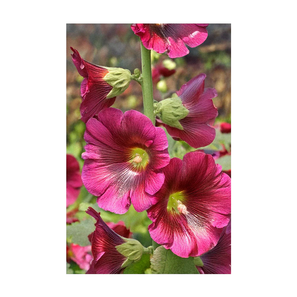 Hollyhock Flower Seeds Packet - Image 3