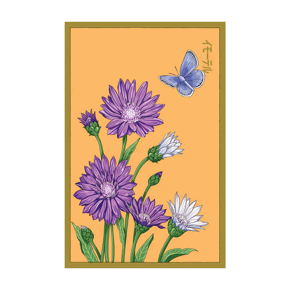 Immortelle Flower Seeds Packet