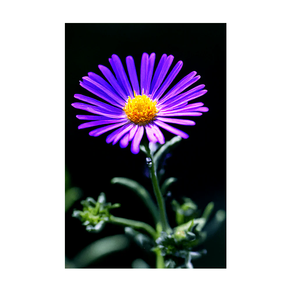 Immortelle Flower Seeds Packet - Image 3