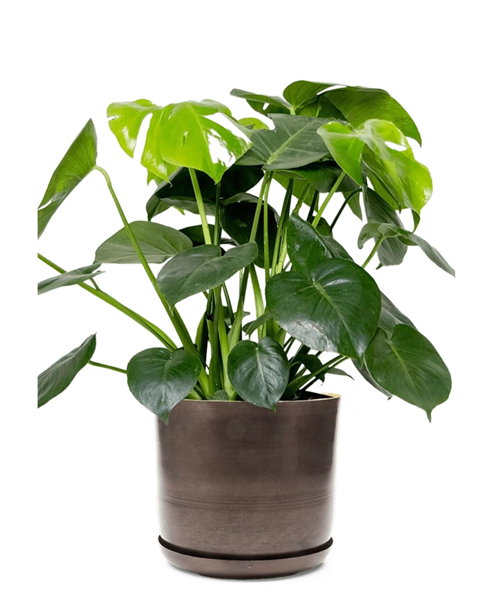 Joe Large Metal Pot With Drainage Hole, Bronzed Brown