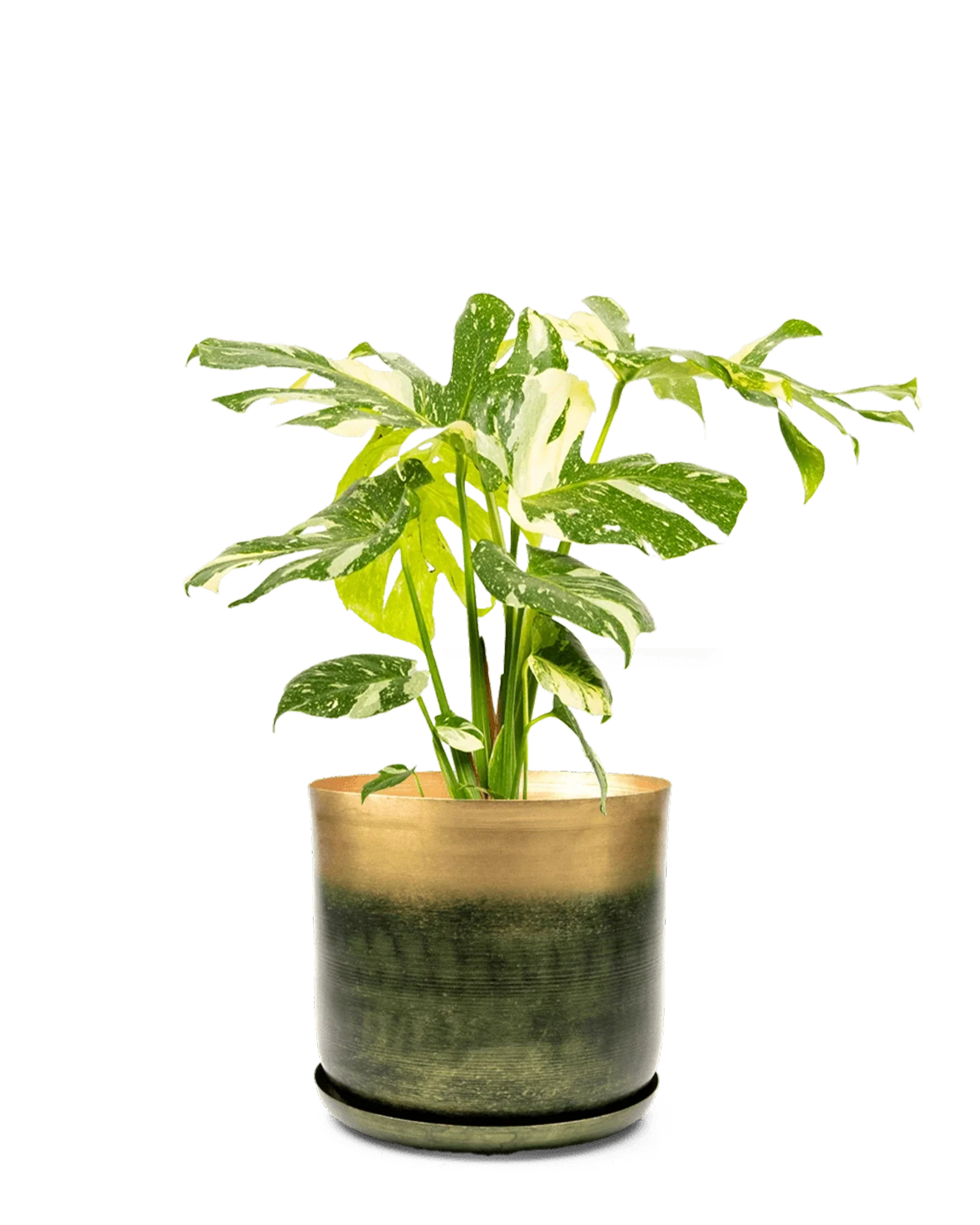 Joe Large Metal Pot With Drainage Hole, Forest & Gold