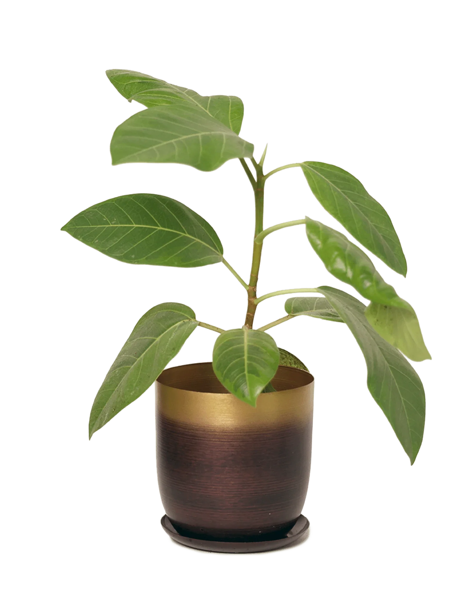 Joe Large Metal Pot With Drainage Hole, Mahogany & Gold
