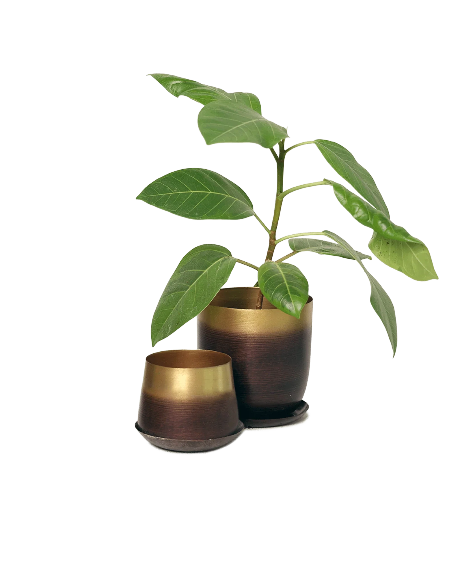 Joe Large Metal Pot With Drainage Hole, Mahogany & Gold - Image 3