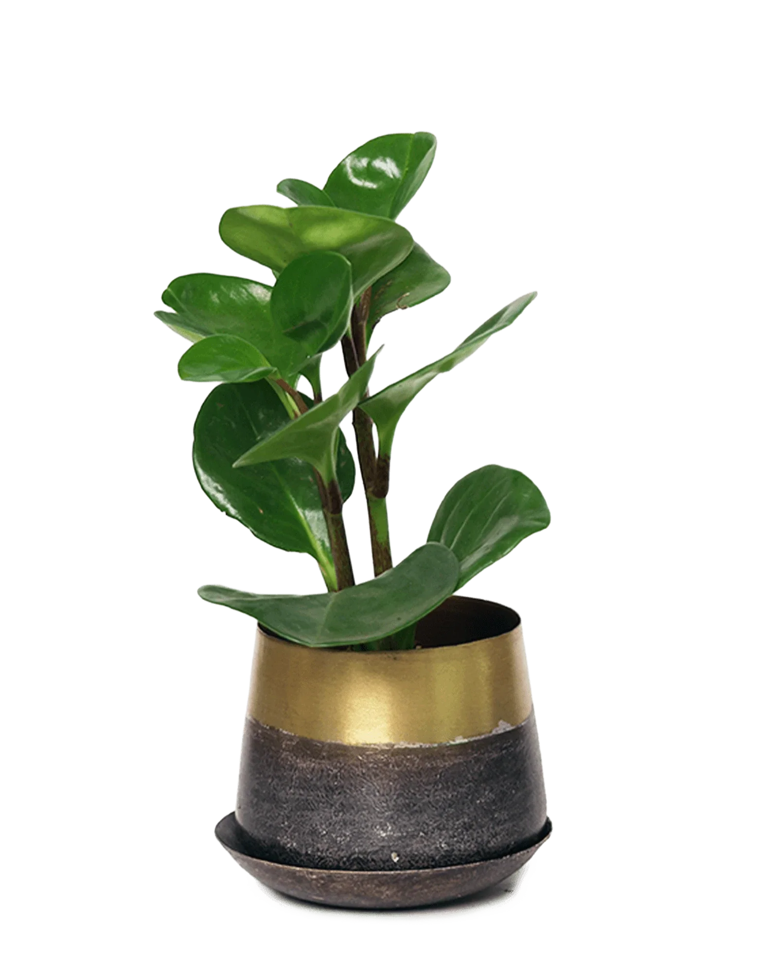 Joe Metal Pot With Drainage Hole | 3 inch