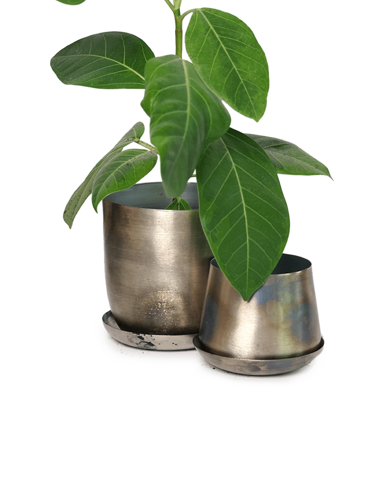 Joe Metal Pot With Drainage Hole | 3 inch - Image 10