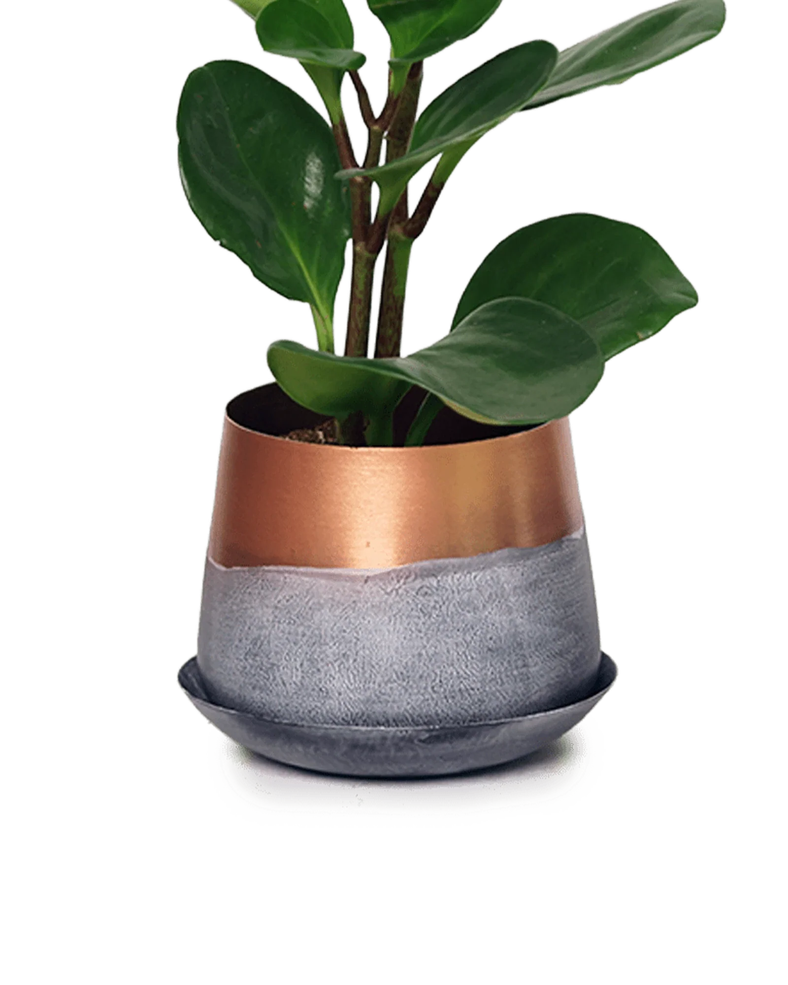 Joe Metal Pot With Drainage Hole | 3 inch - Image 16