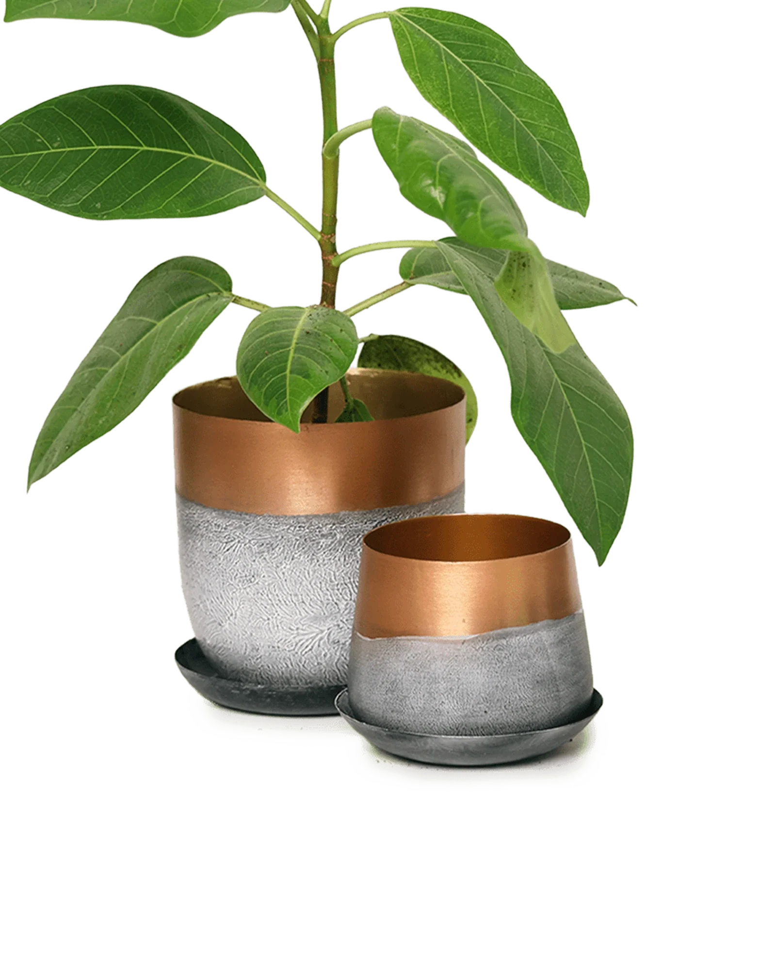 Joe Metal Pot With Drainage Hole | 3 inch - Image 18