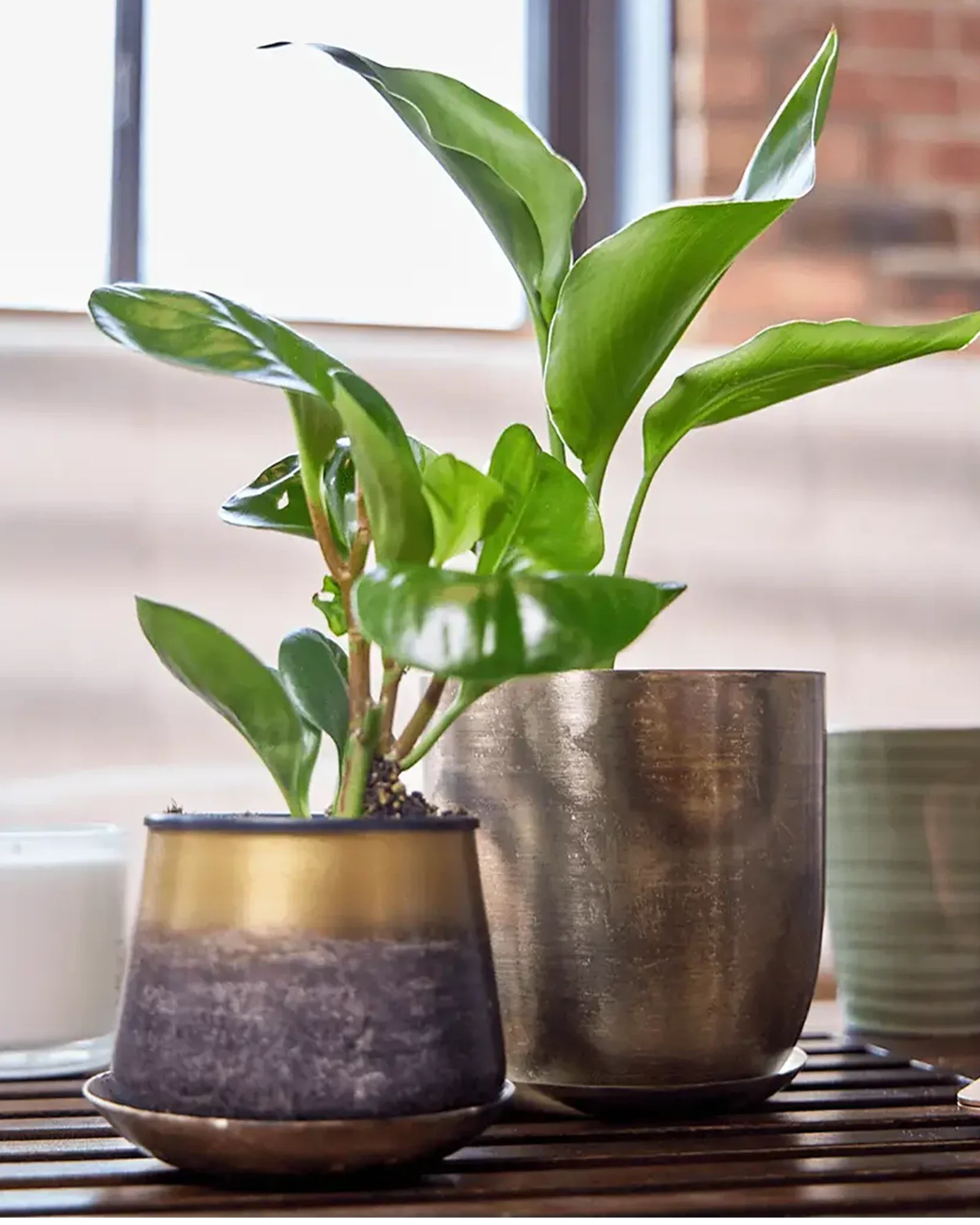 Joe Metal Pot With Drainage Hole | 3 inch - Image 2