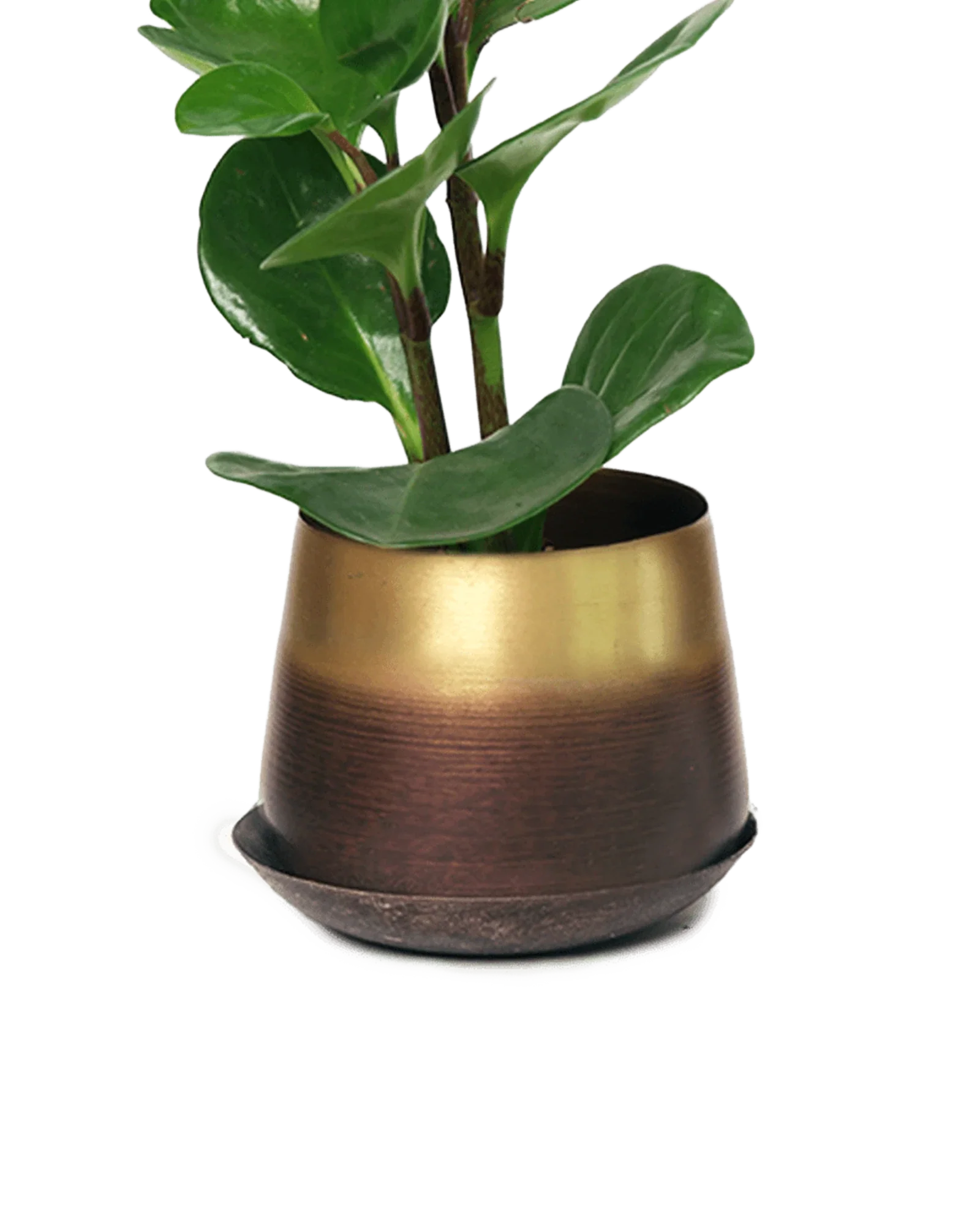 Joe Metal Pot With Drainage Hole | 3 inch - Image 21