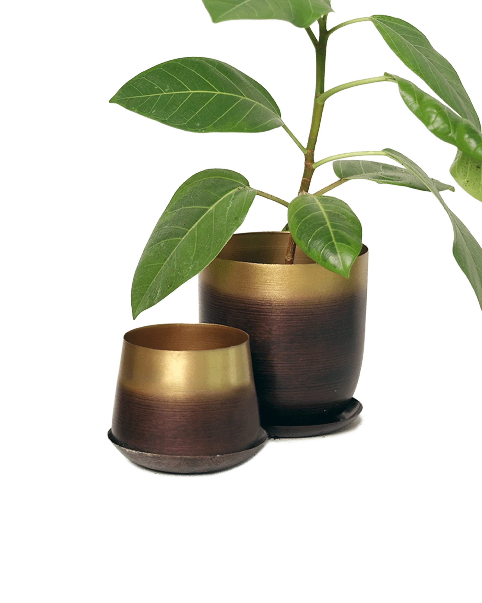 Joe Metal Pot With Drainage Hole | 3 inch - Image 22