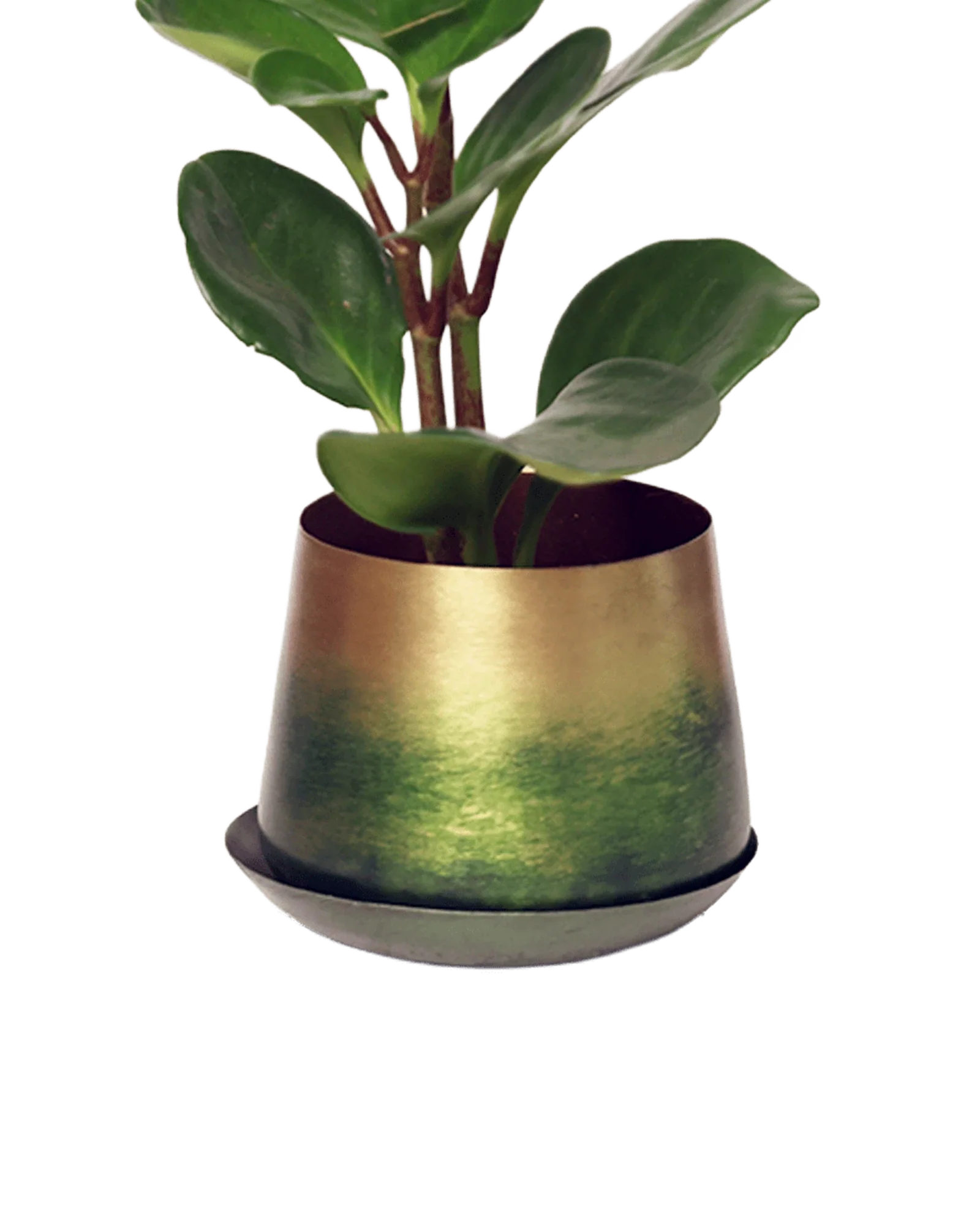 Joe Metal Pot With Drainage Hole | 3 inch - Image 24