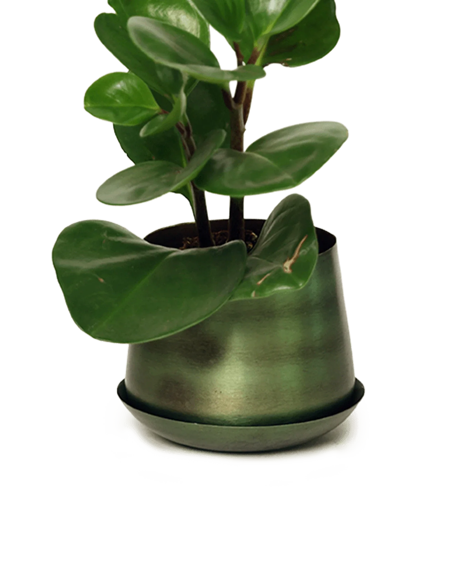 Joe Metal Pot With Drainage Hole | 3 inch - Image 28