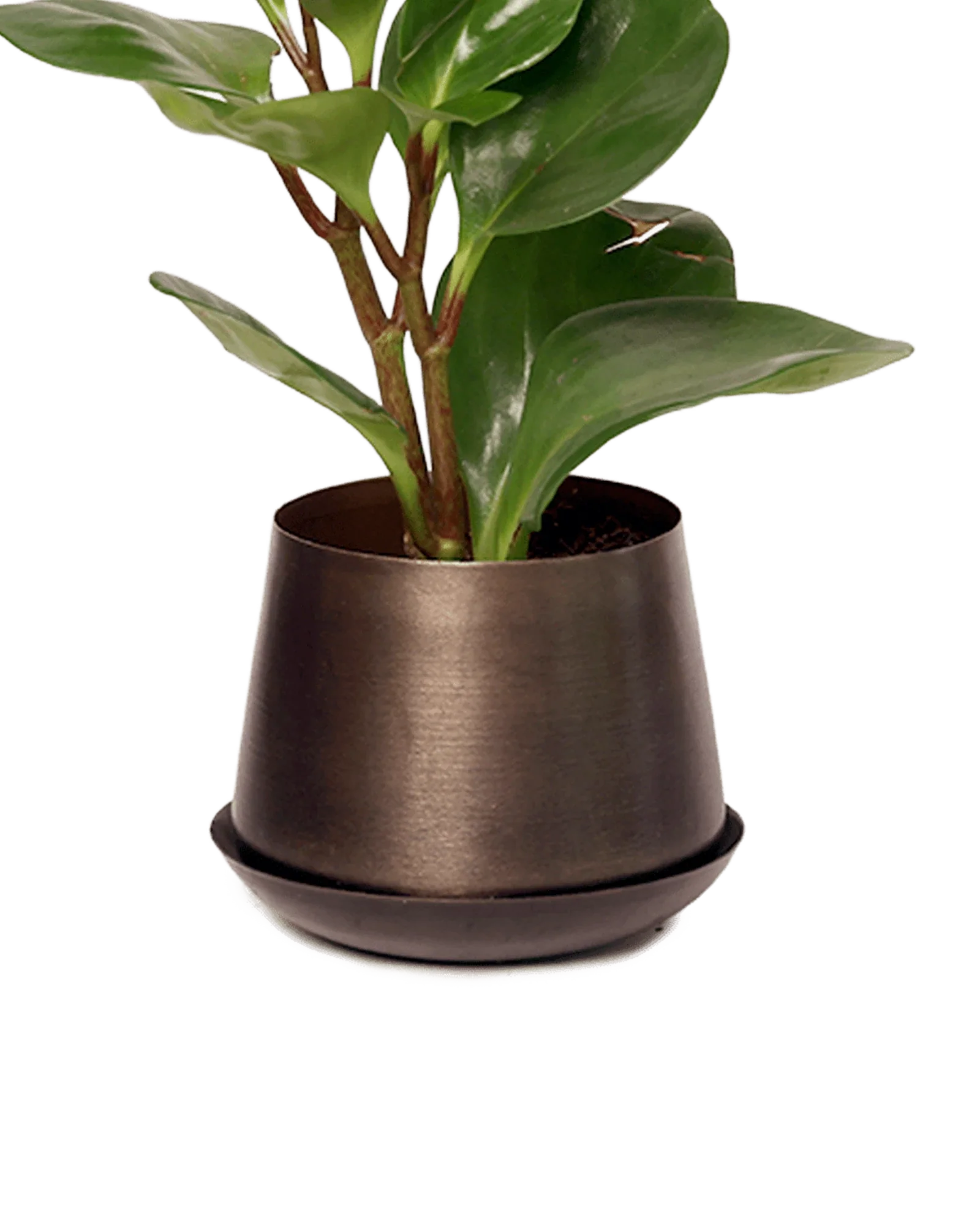Joe Metal Pot With Drainage Hole | 3 inch - Image 32