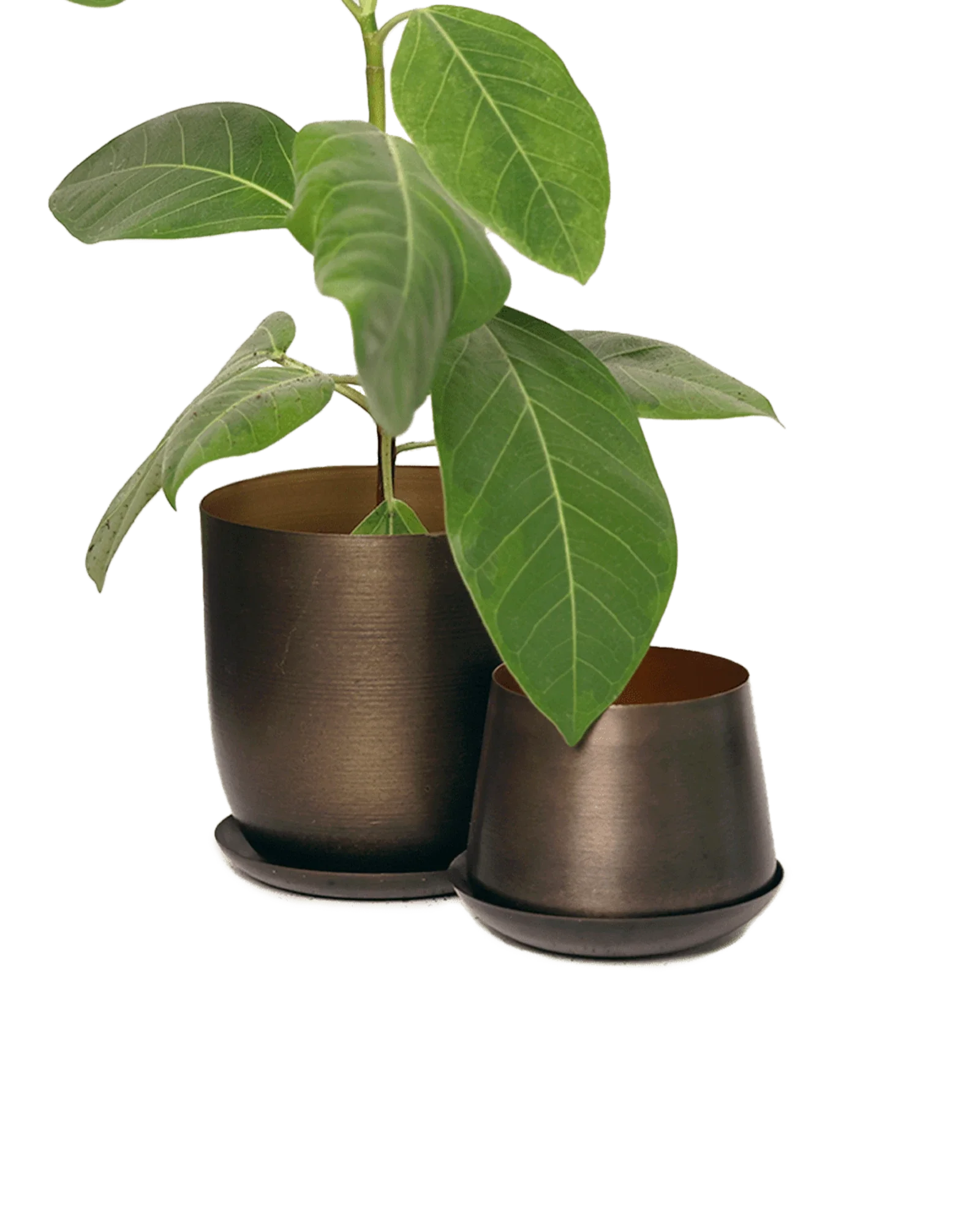 Joe Metal Pot With Drainage Hole | 3 inch - Image 34