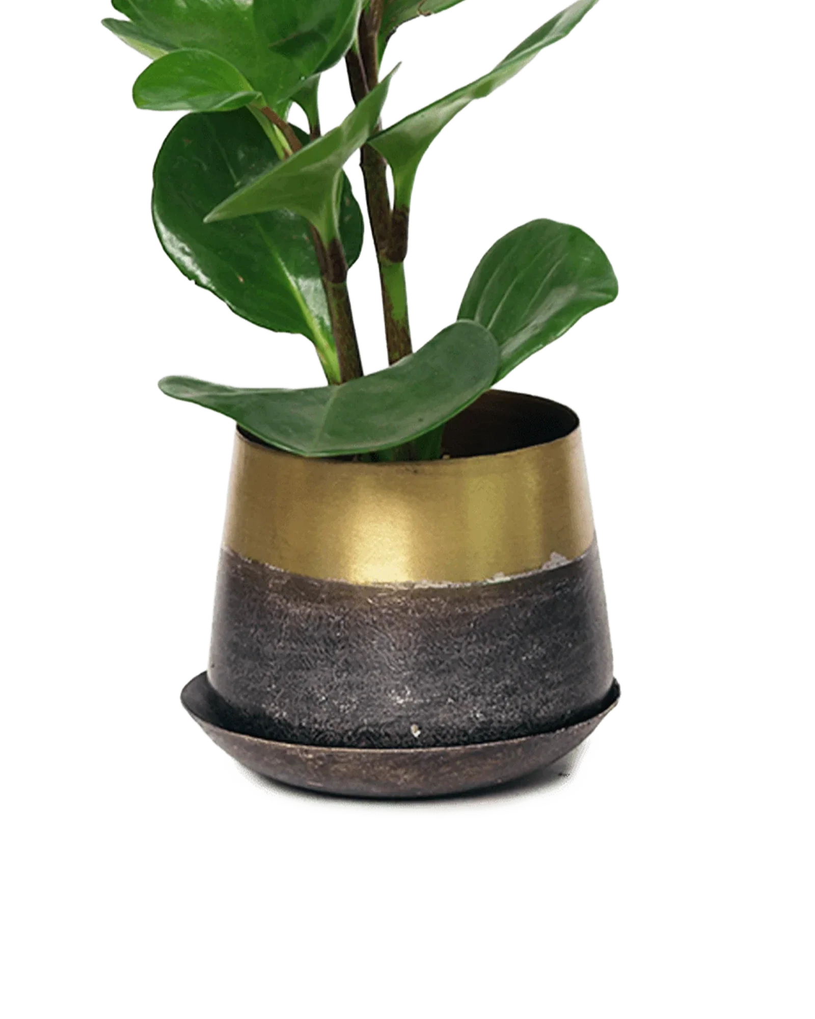 Joe Metal Pot With Drainage Hole | 3 inch - Image 4