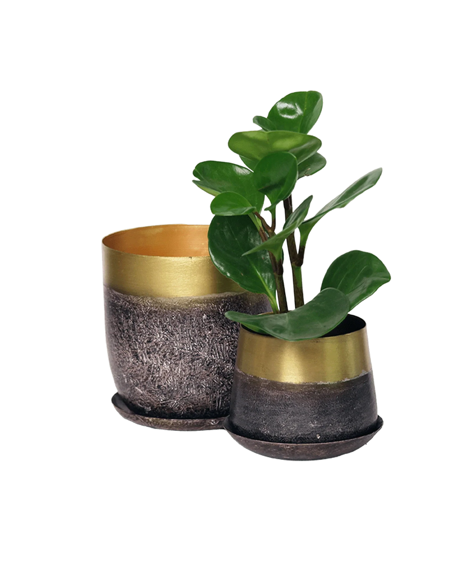 Joe Metal Pot With Drainage Hole | 3 inch - Image 6