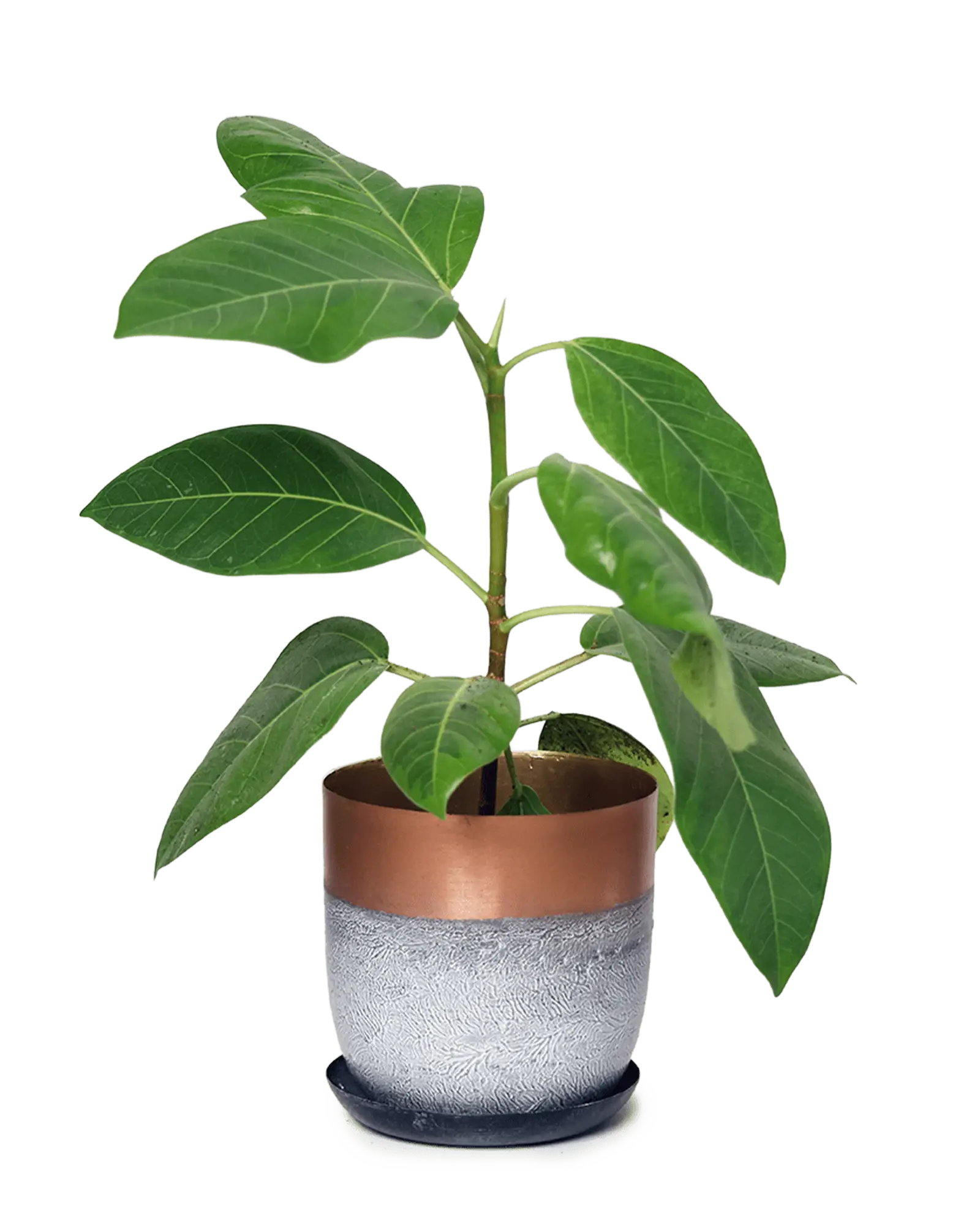 Joe Metal Pot With Drainage Hole | 5 inch - Image 10
