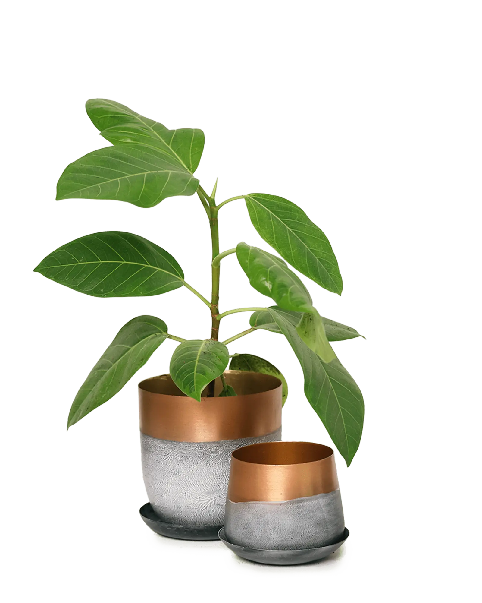 Joe Metal Pot With Drainage Hole | 5 inch - Image 13