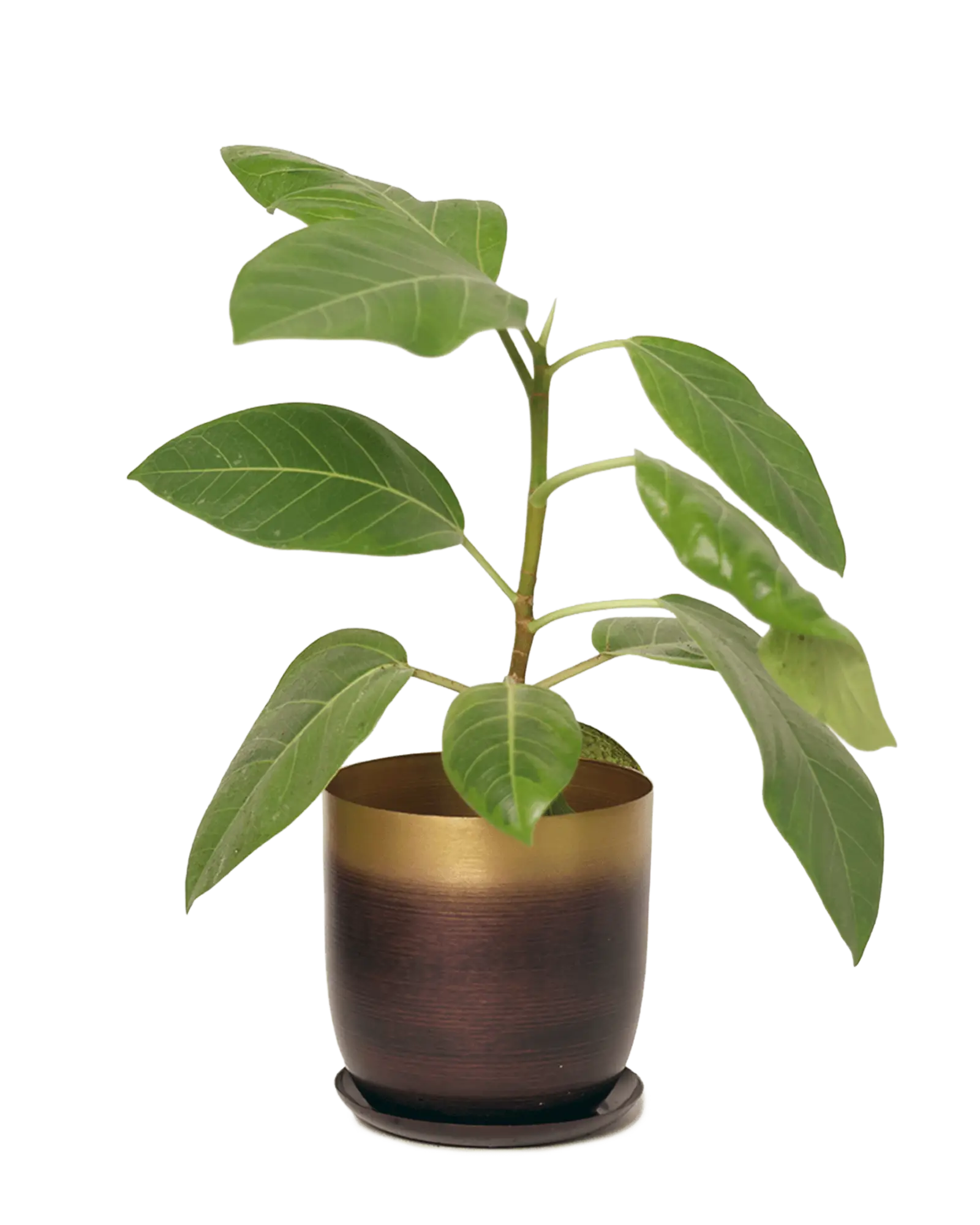 Joe Metal Pot With Drainage Hole | 5 inch - Image 14