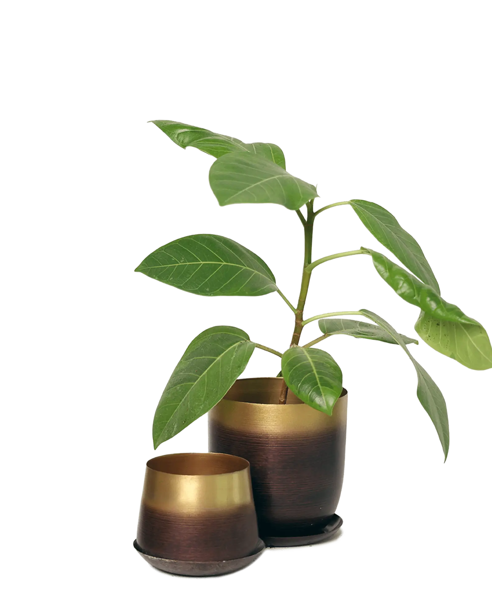 Joe Metal Pot With Drainage Hole | 5 inch - Image 17
