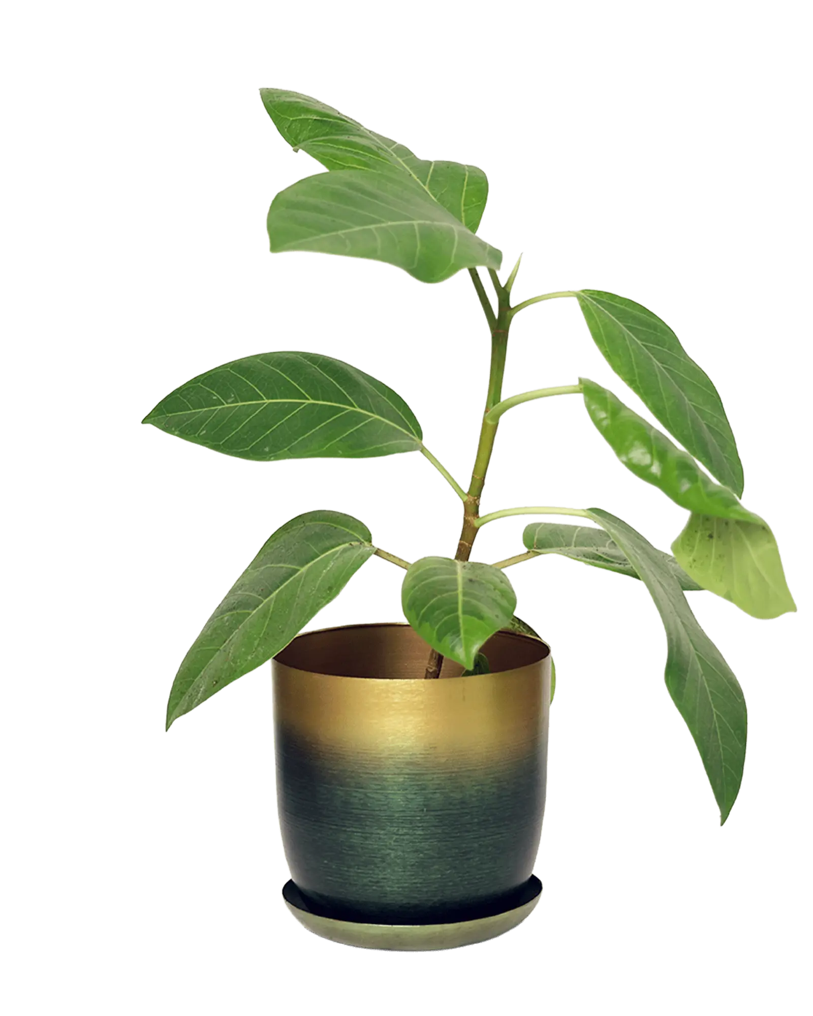 Joe Metal Pot With Drainage Hole | 5 inch - Image 18