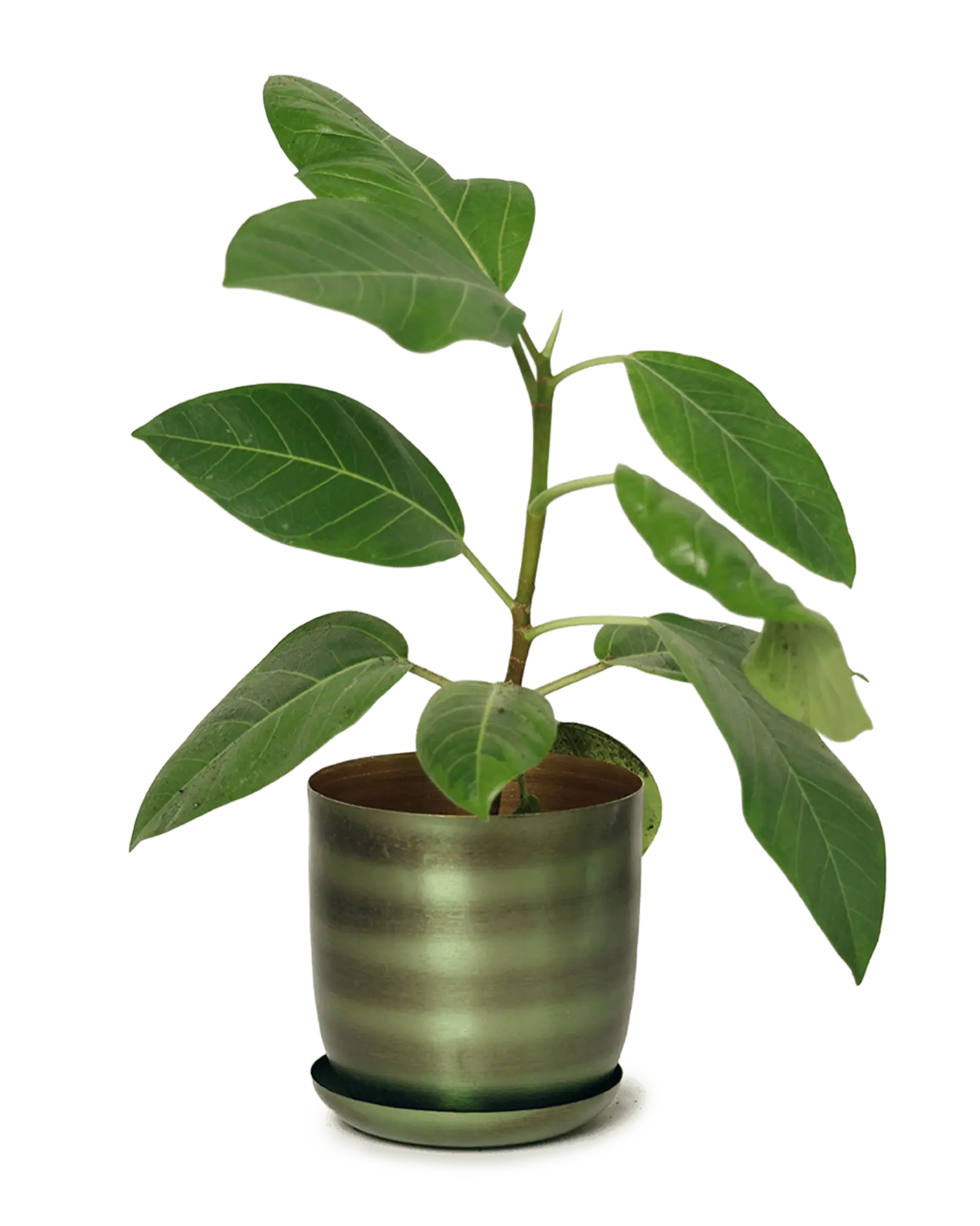 Joe Metal Pot With Drainage Hole | 5 inch - Image 22