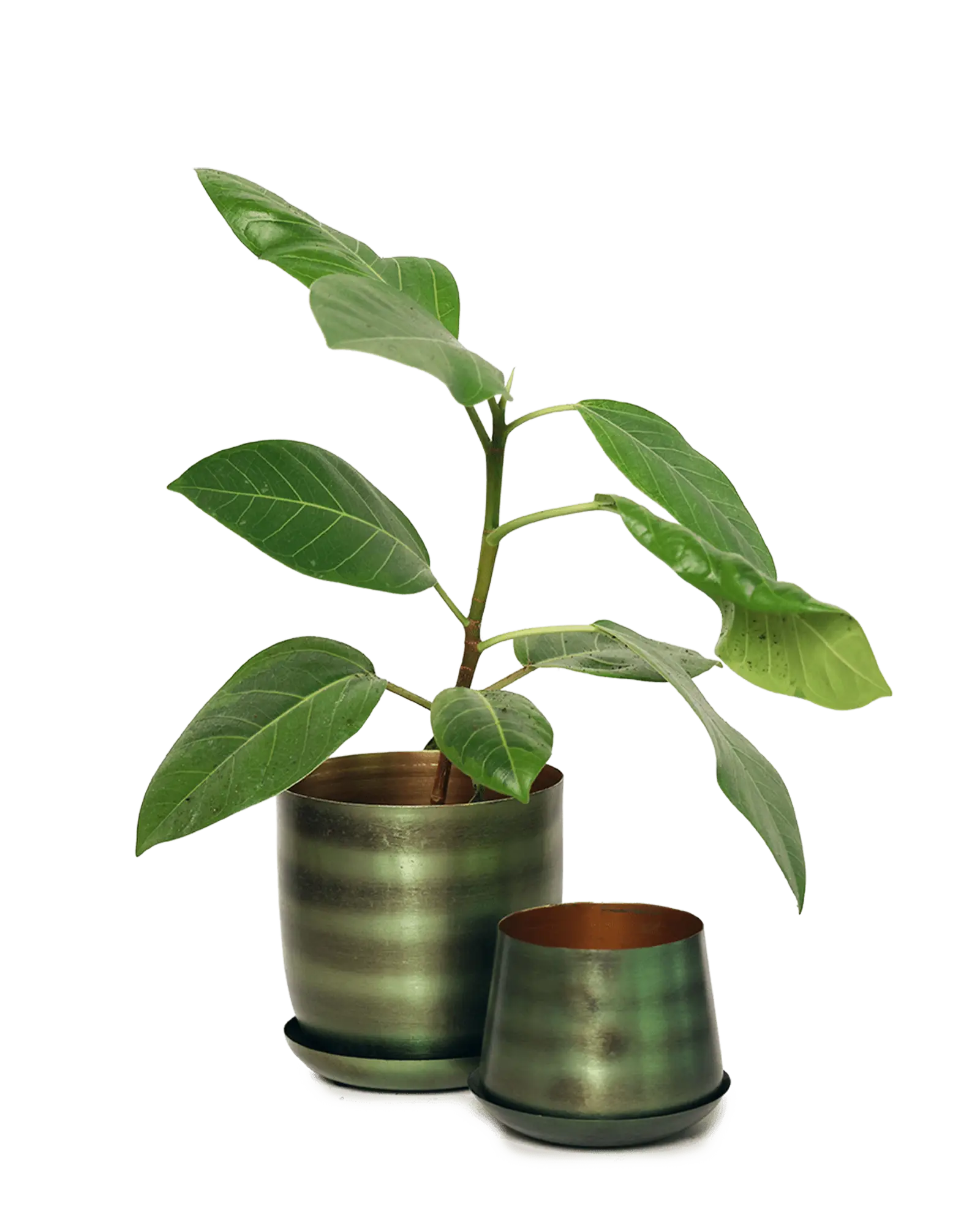 Joe Metal Pot With Drainage Hole | 5 inch - Image 25