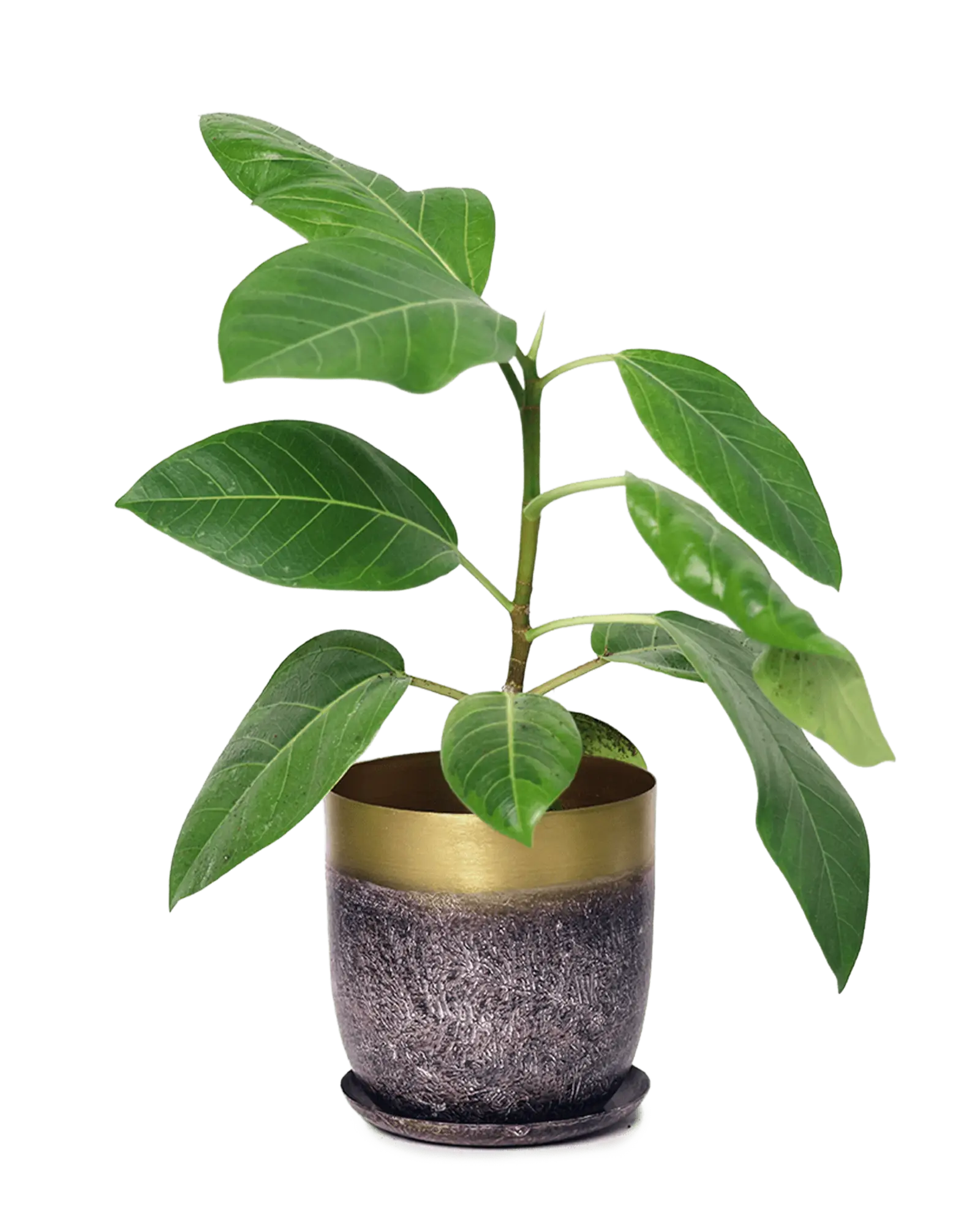 Joe Metal Pot With Drainage Hole | 5 inch - Image 26