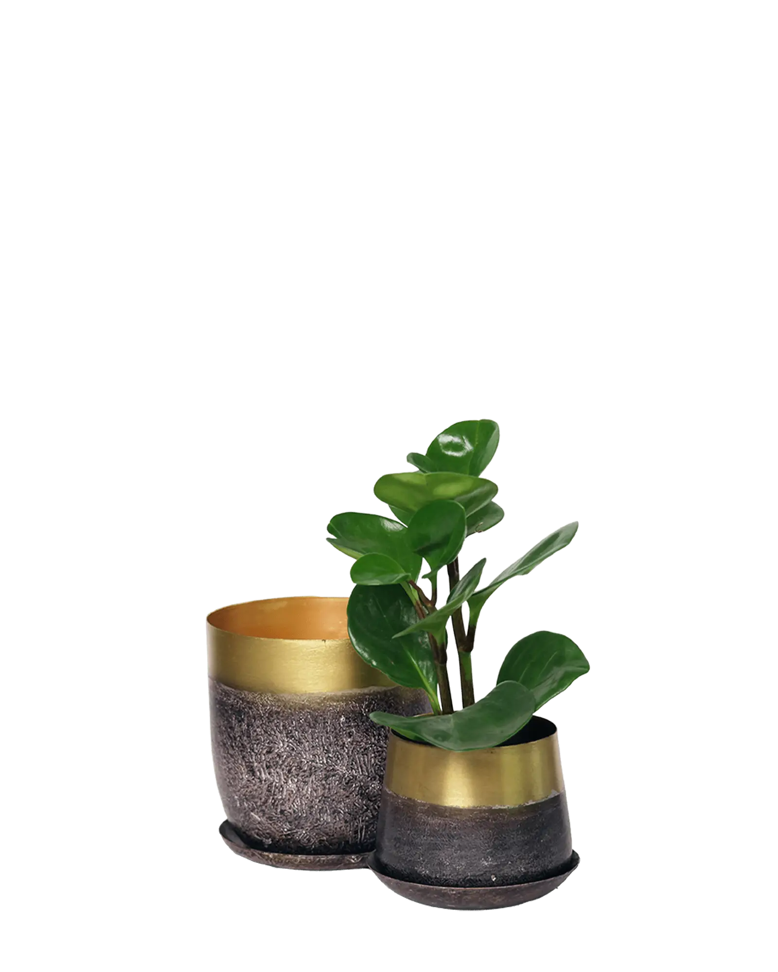 Joe Metal Pot With Drainage Hole | 5 inch - Image 29