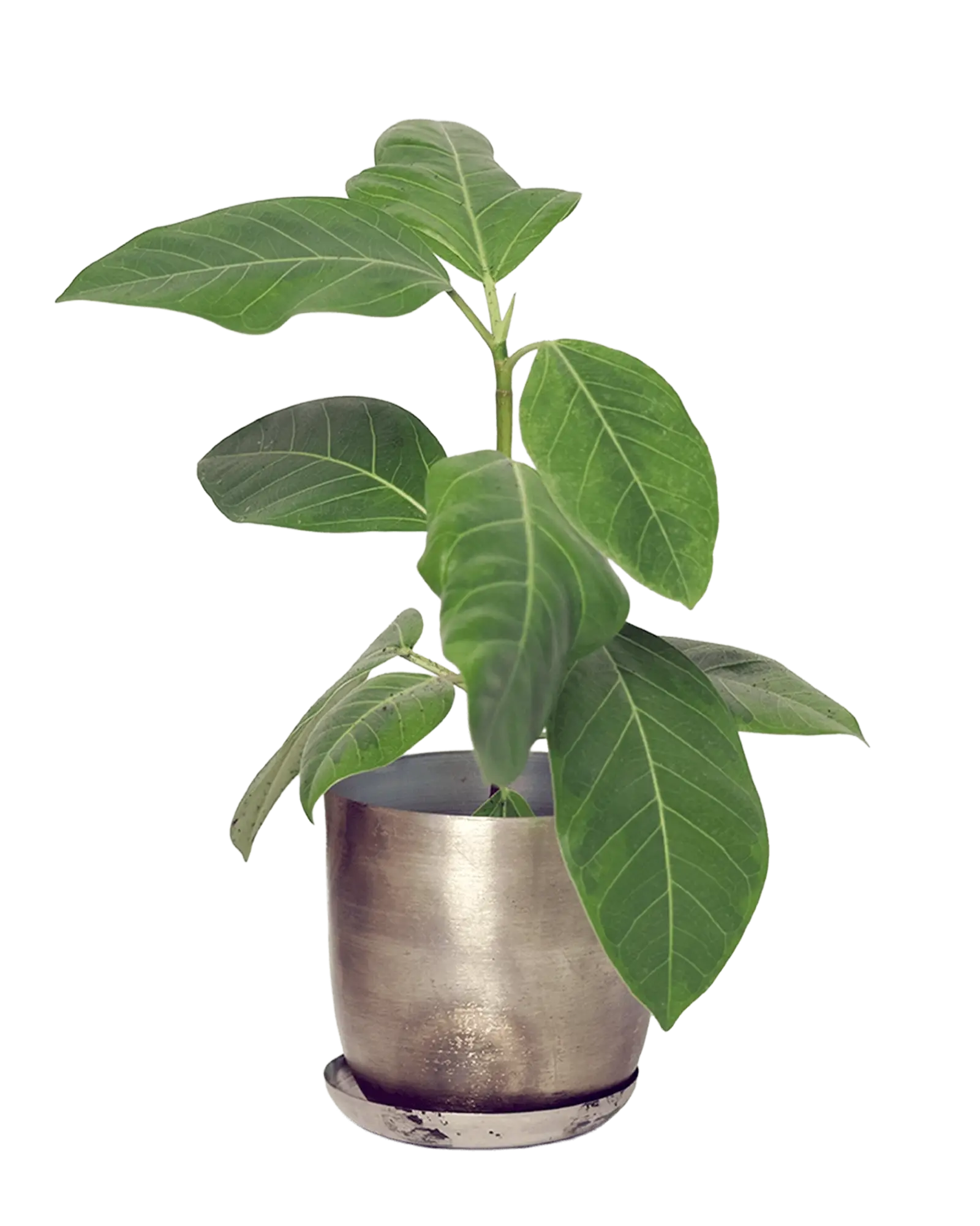 Joe Metal Pot With Drainage Hole | 5 inch - Image 30