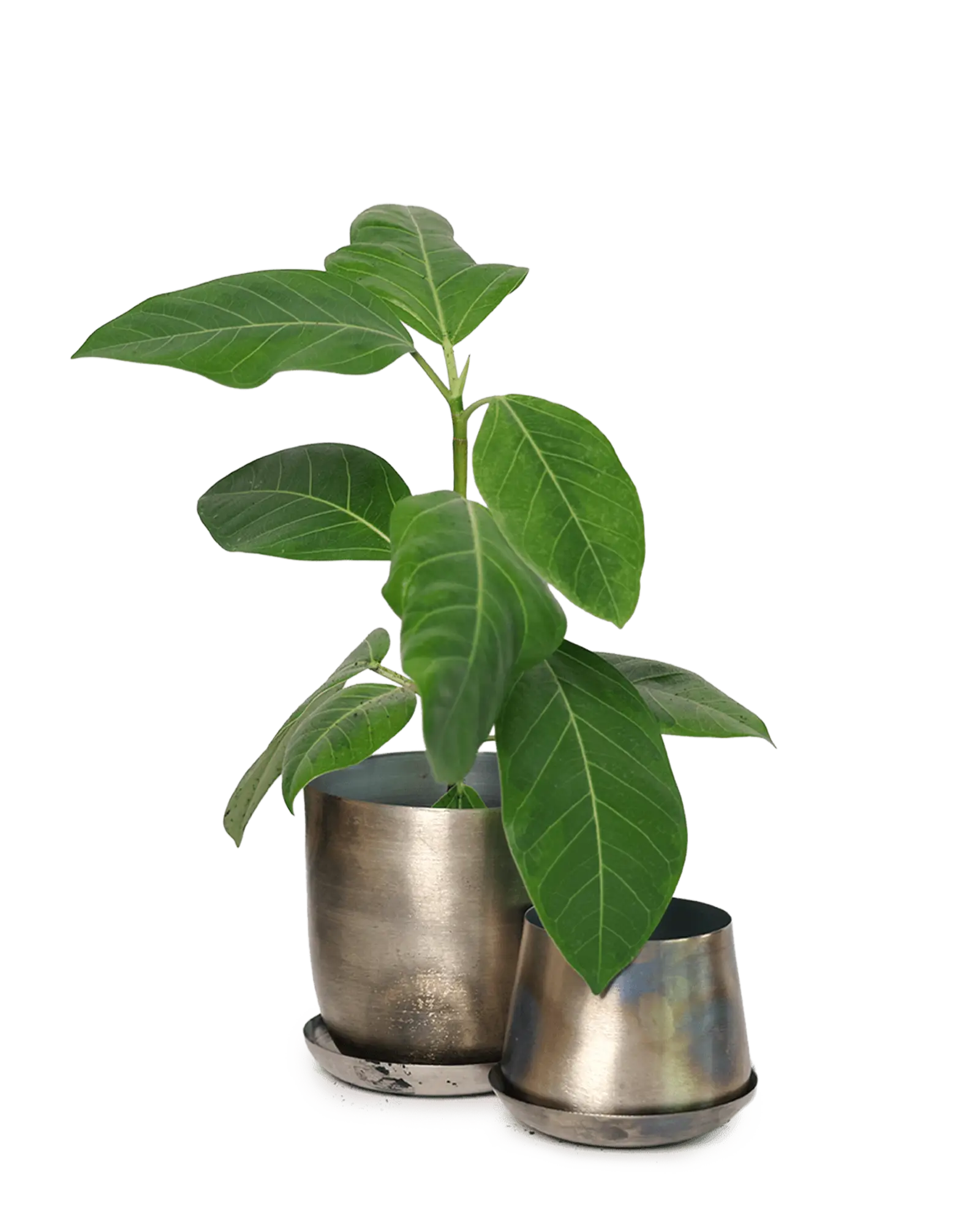 Joe Metal Pot With Drainage Hole | 5 inch - Image 33