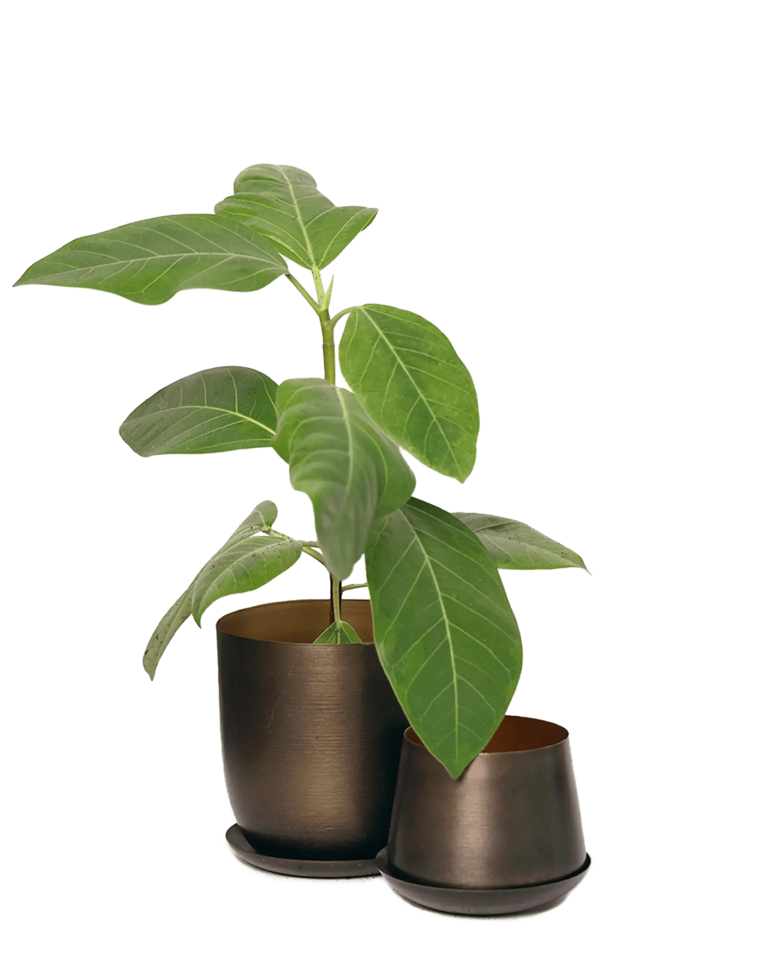 Joe Metal Pot With Drainage Hole | 5 inch - Image 5