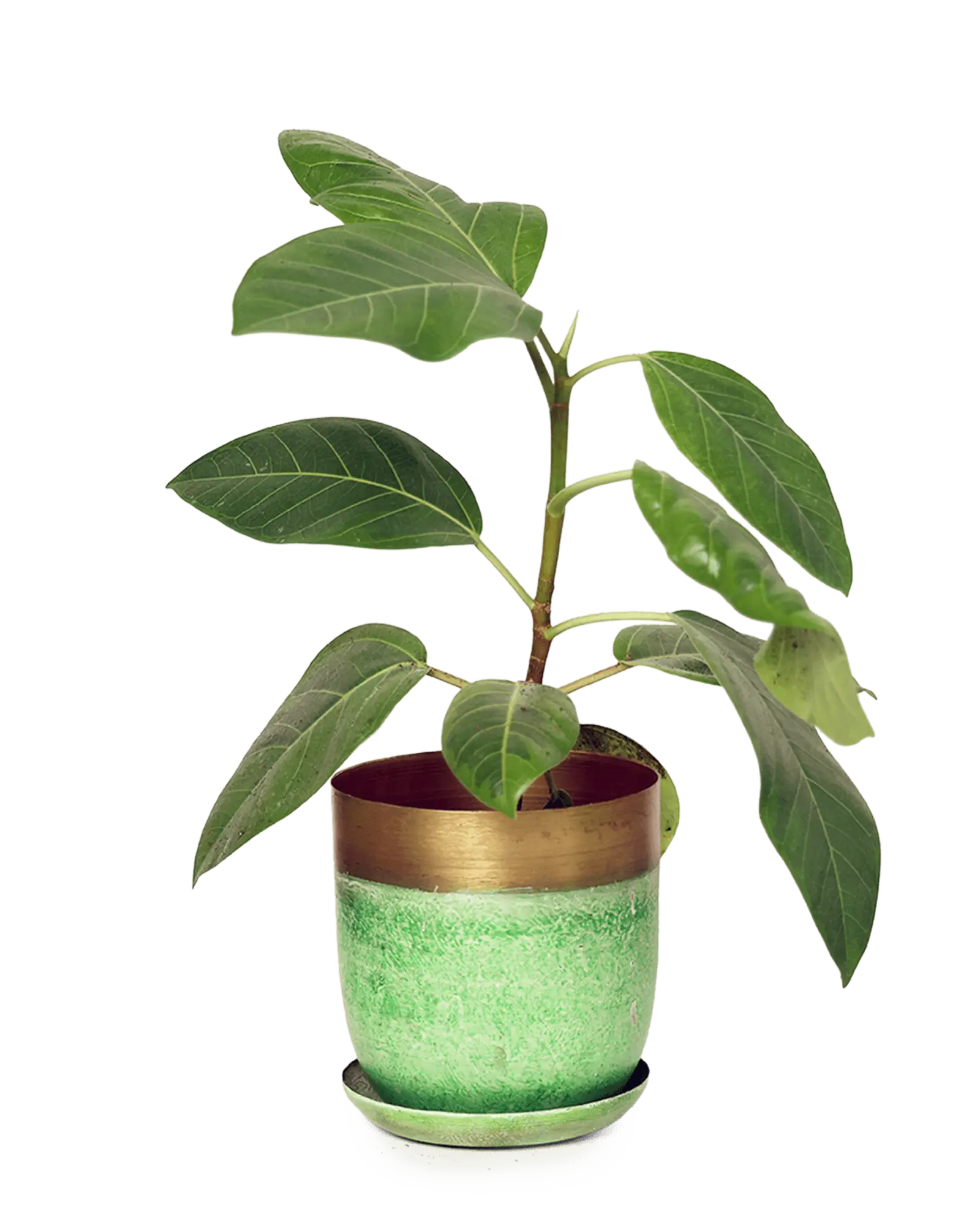 Joe Metal Pot With Drainage Hole | 5 inch - Image 6