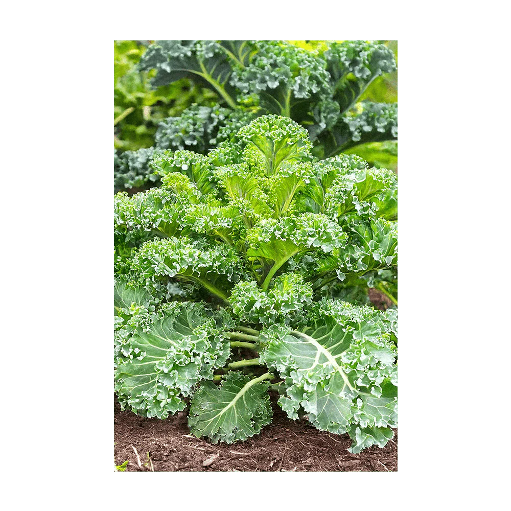 Kale Vegetable Seeds Packet - Image 3