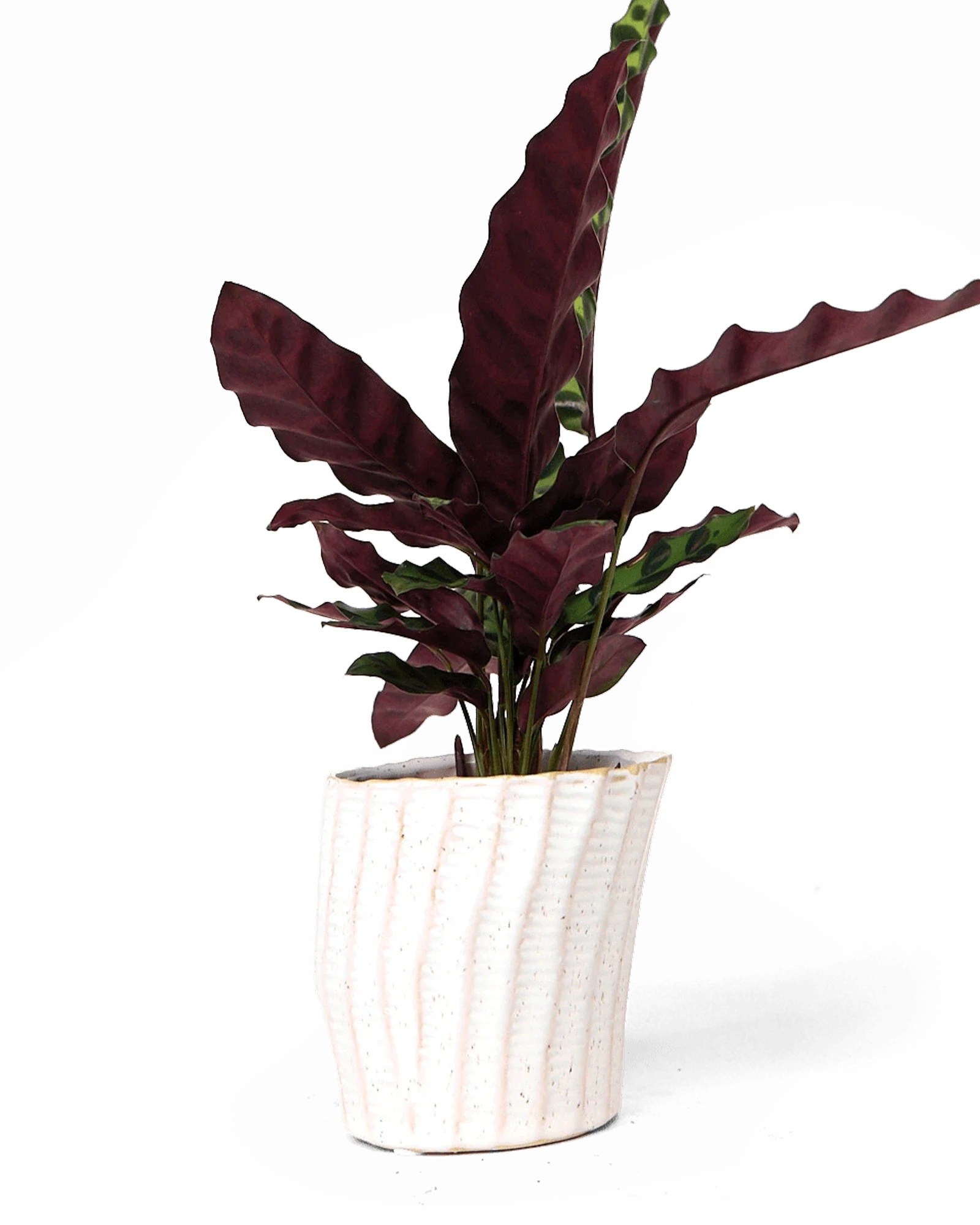 Katakana Ceramic Pot Planter