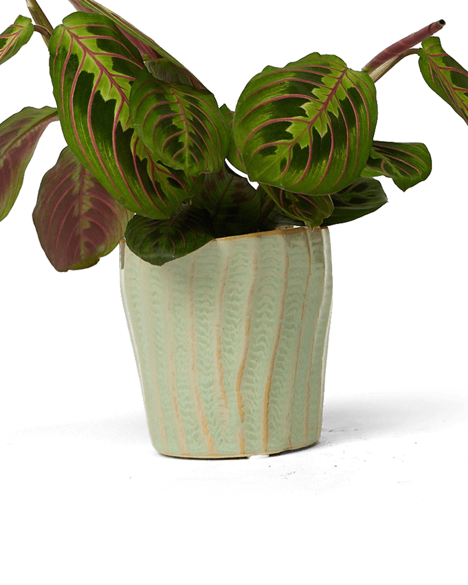 Katakana Ceramic Pot Planter - Image 14