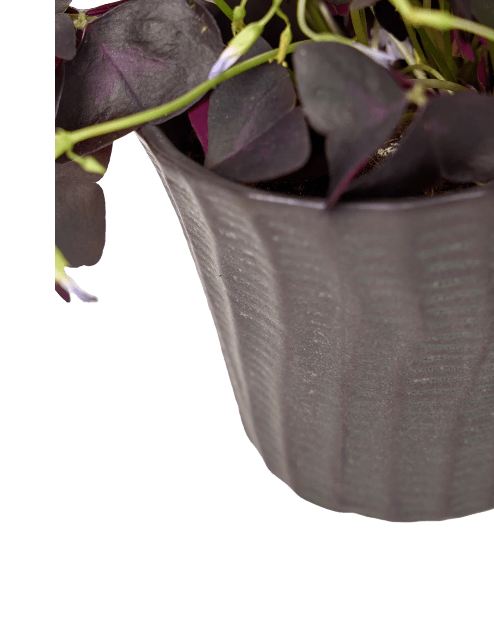 Katakana Ceramic Pot Planter - Image 24